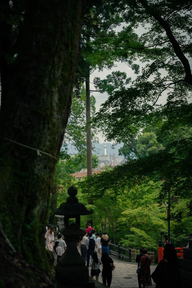 A path in a lush green forest with tall trees, a lantern, and many people walking.