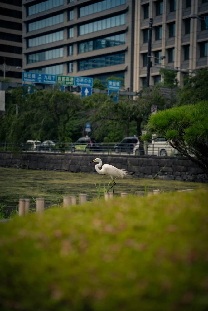 A white heron standing in a shallow pond with greenery in the foreground and modern city buildings and street signs in the background.