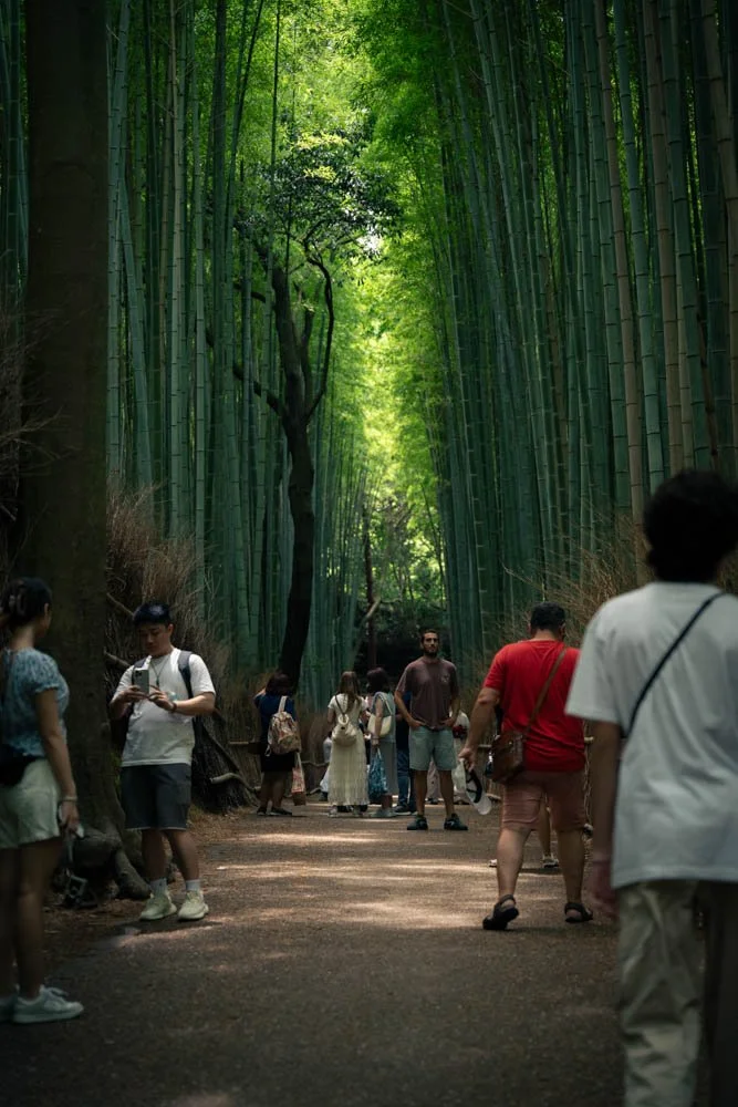 People walking and standing in a bamboo forest with tall, green bamboo stalks and sunlight filtering through the leaves.