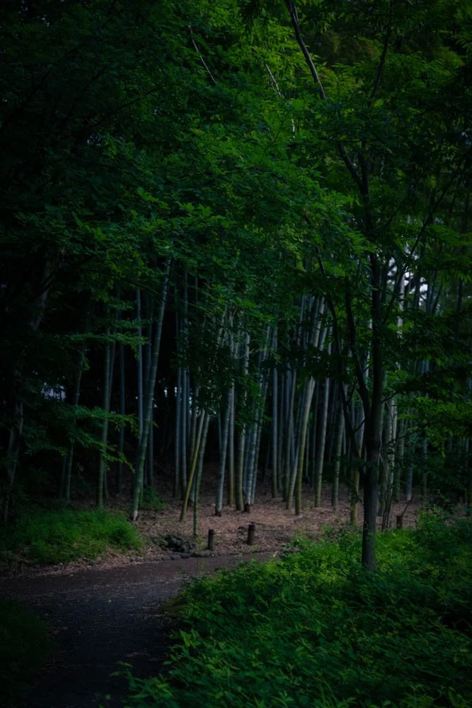 A forest trail surrounded by tall green trees and dense foliage.