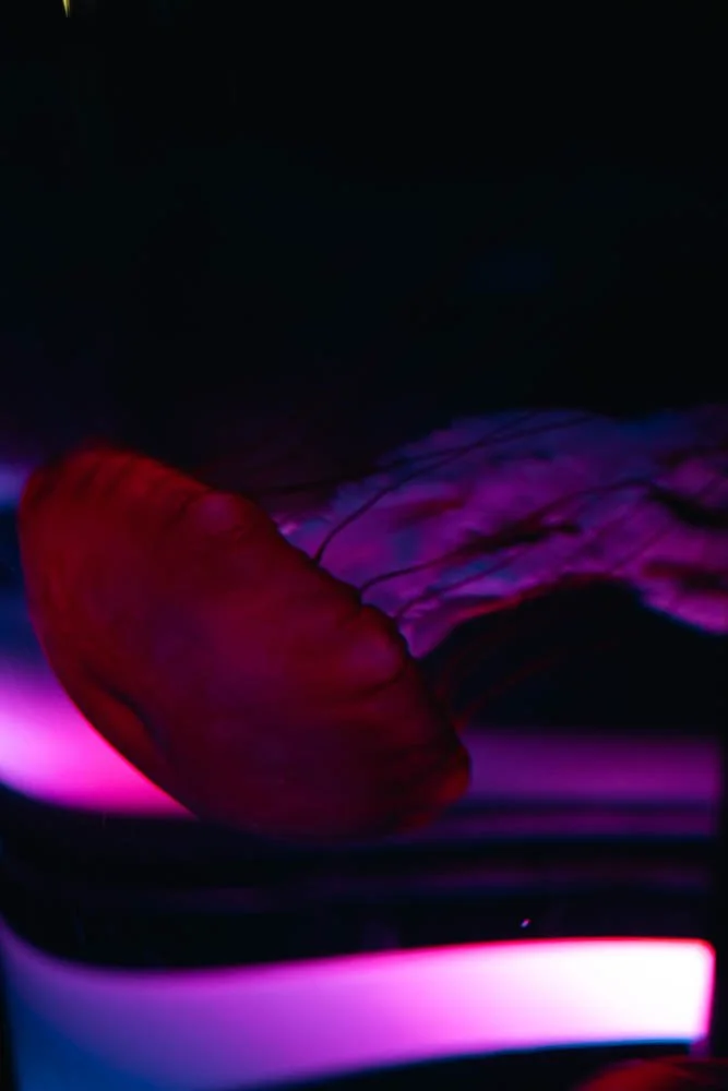 A deep-sea jellyfish glowing in dark waters with vivid colors.