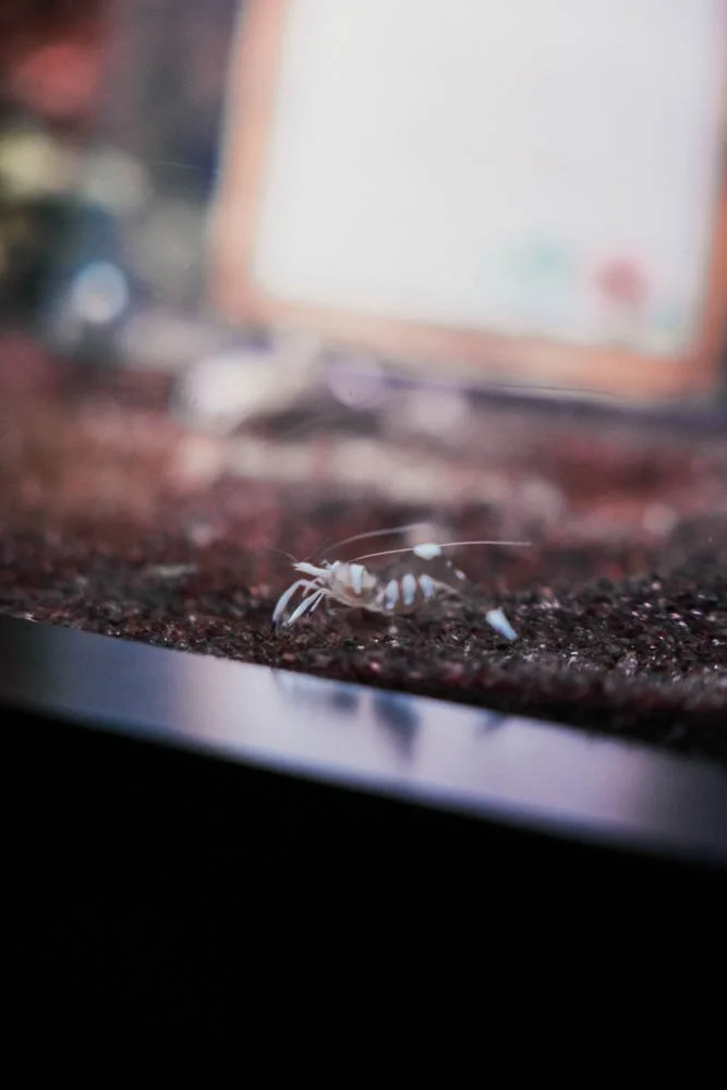 Close-up of a small, white, and gray striped crab on a dark surface with a blurry computer monitor in the background.