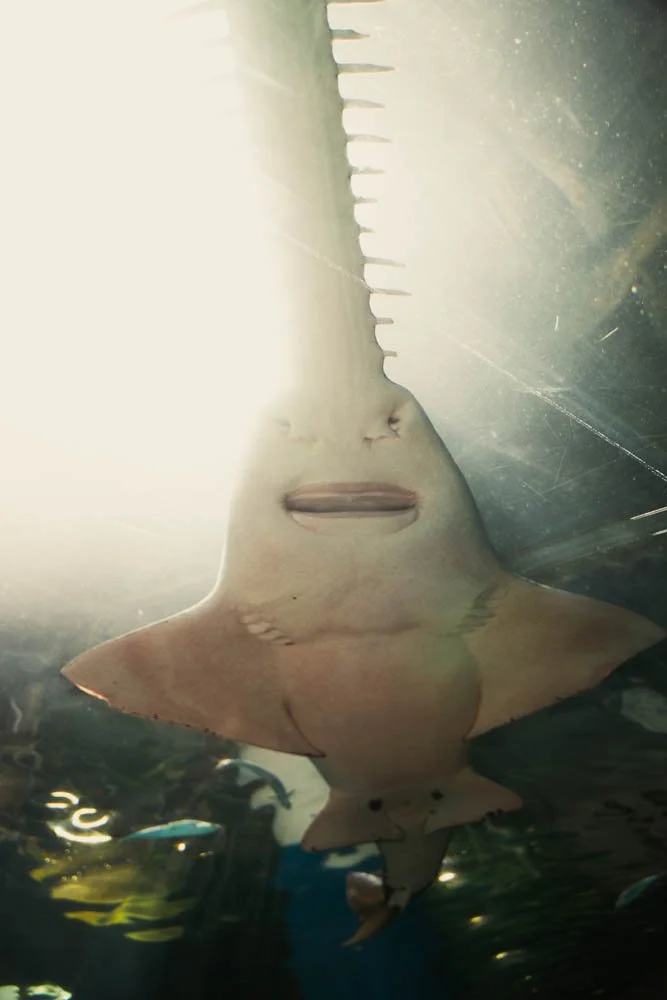A stingray with a human face and lips, swimming underwater with sunlight coming from above.