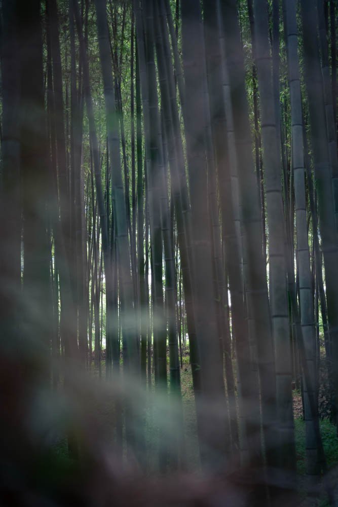 A dense bamboo forest with tall green bamboo stalks and sunlight filtering through the leaves.