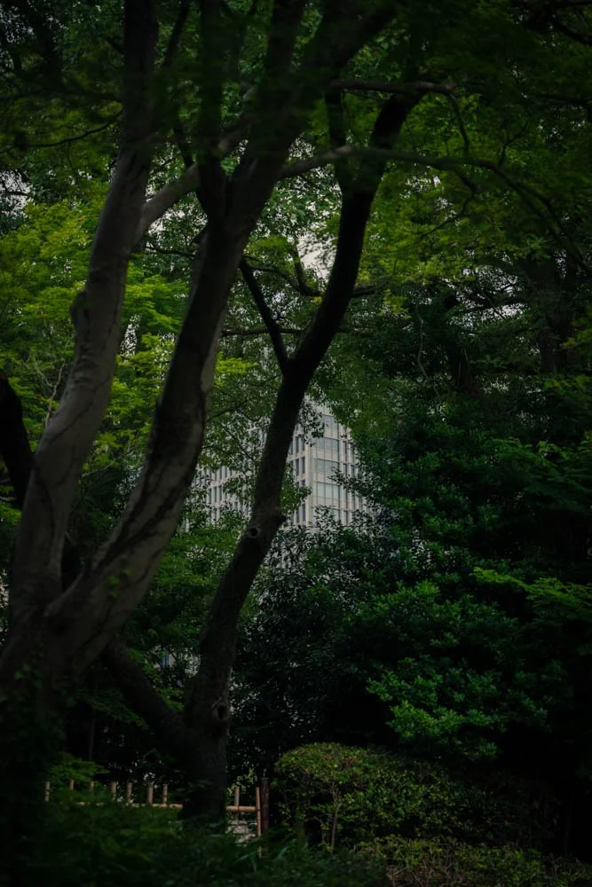 Tall trees and dense green foliage in an urban park with a modern building visible in the background.