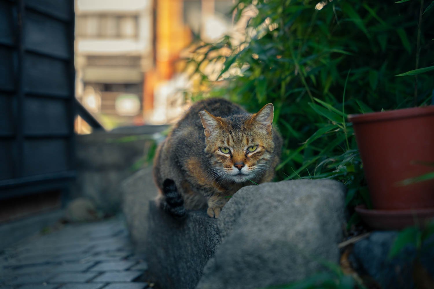 A tabby cat walking along a stone path surrounded by green plants in a garden.