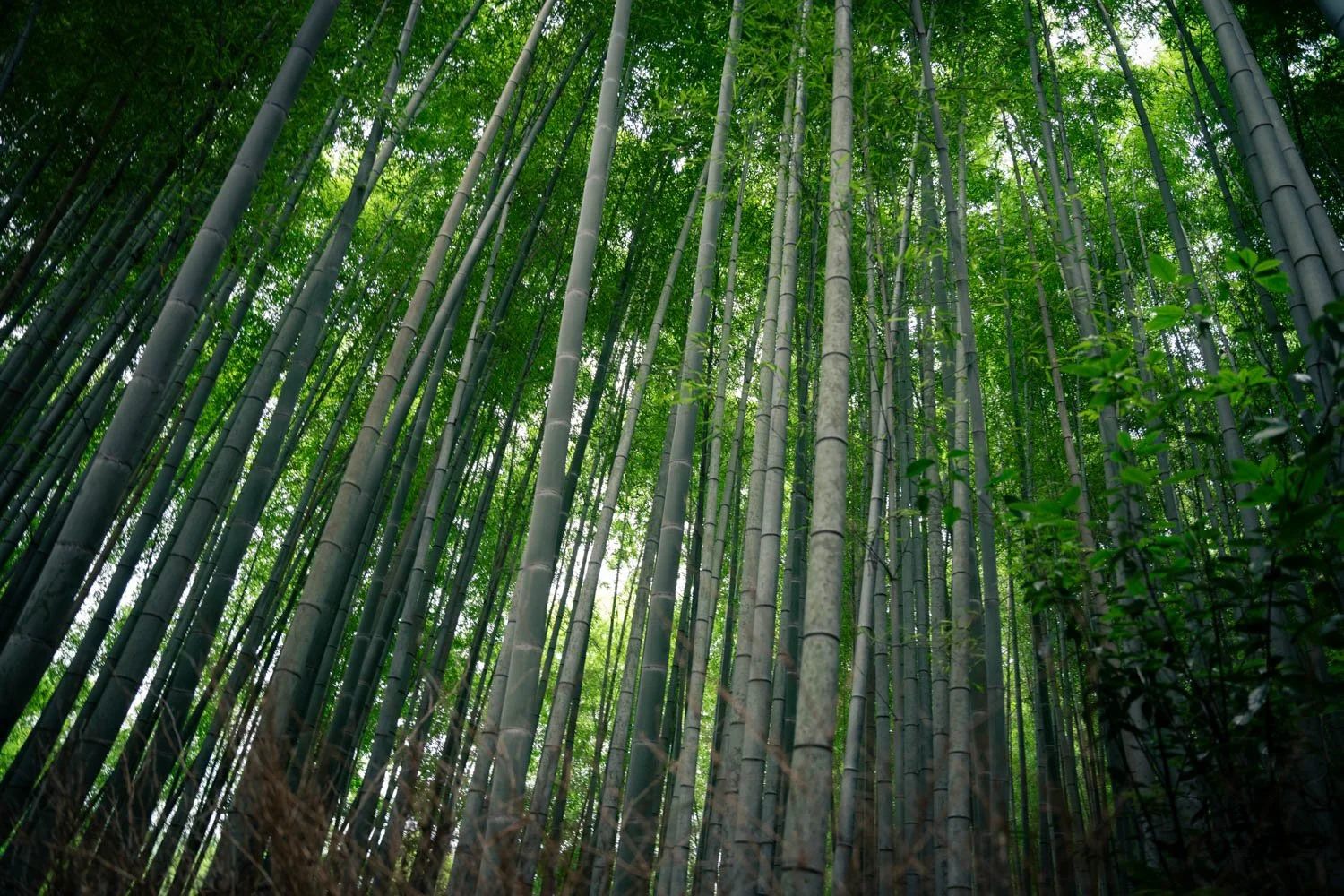 A dense bamboo forest with tall green bamboo stalks and a canopy of leaves overhead