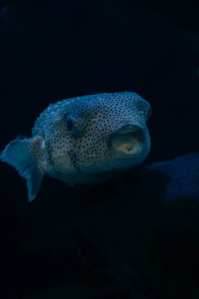 A close-up of a pufferfish with blue and black spots, submerged in dark water.