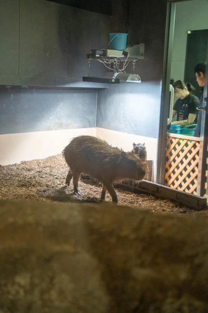 A capybara standing on dirt inside a small enclosure with dark walls. In the background, behind a window, two people are seen working, with one of them looking at the capybara.