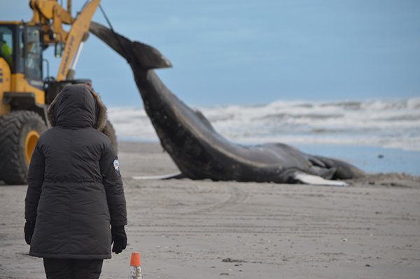 A person in a black coat observing a whale washed up on the beach with an excavator nearby.