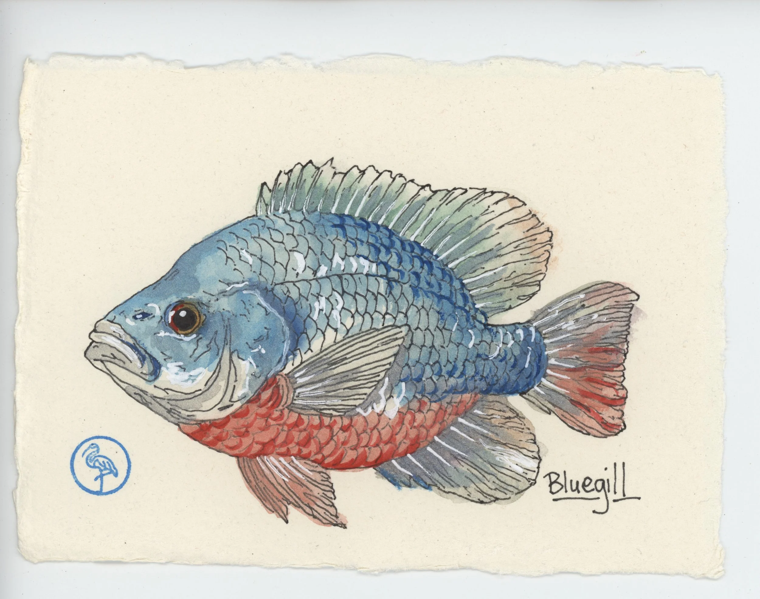 Metallic Ink Bluegill Watercolor