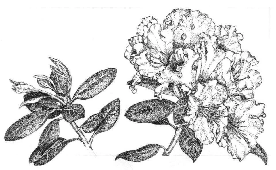 Black and white illustration of flowering azalea plant with leaves and flowers.