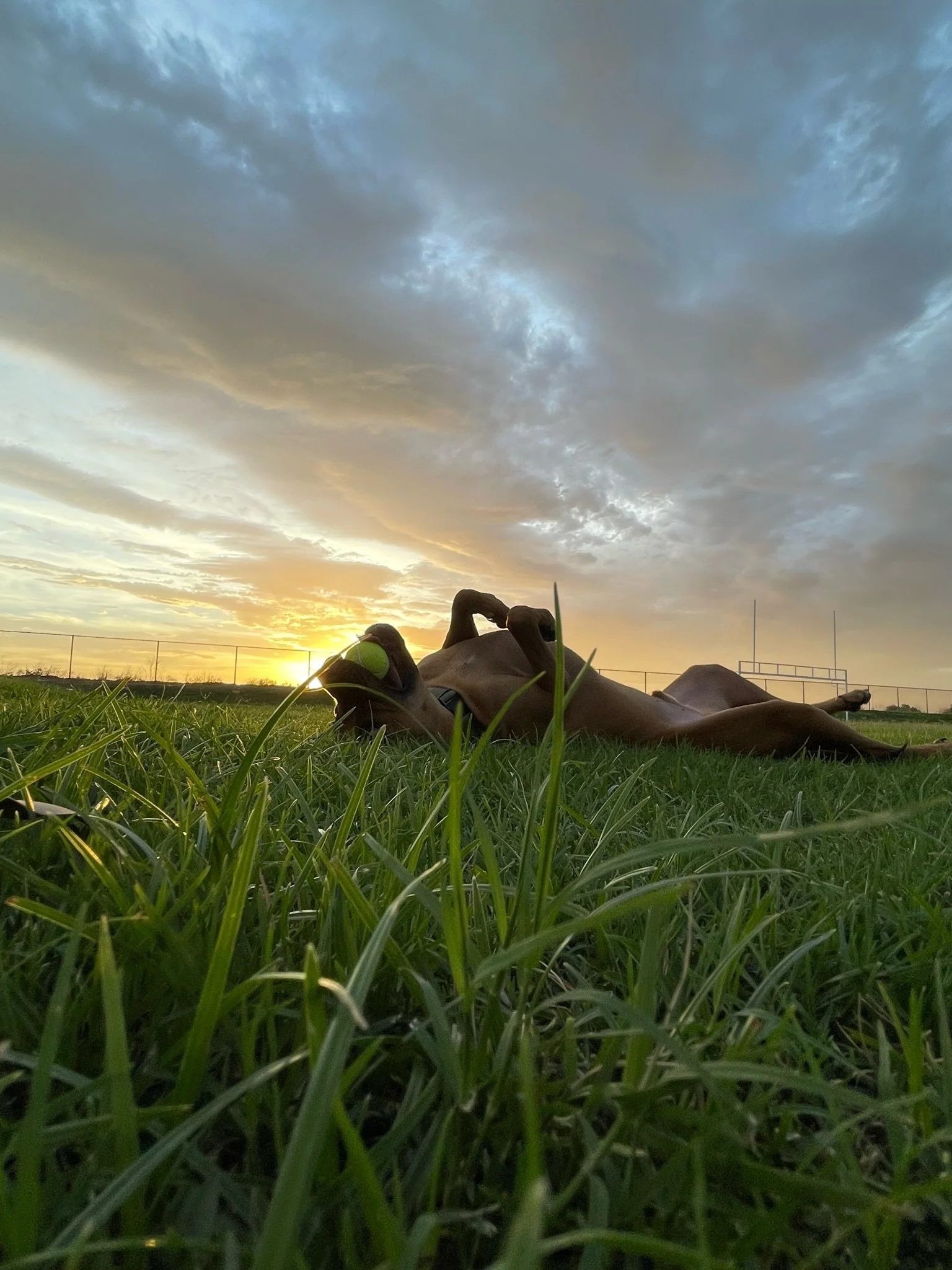 Dog lying on its back in the grass near sunset with cloudy sky overhead.