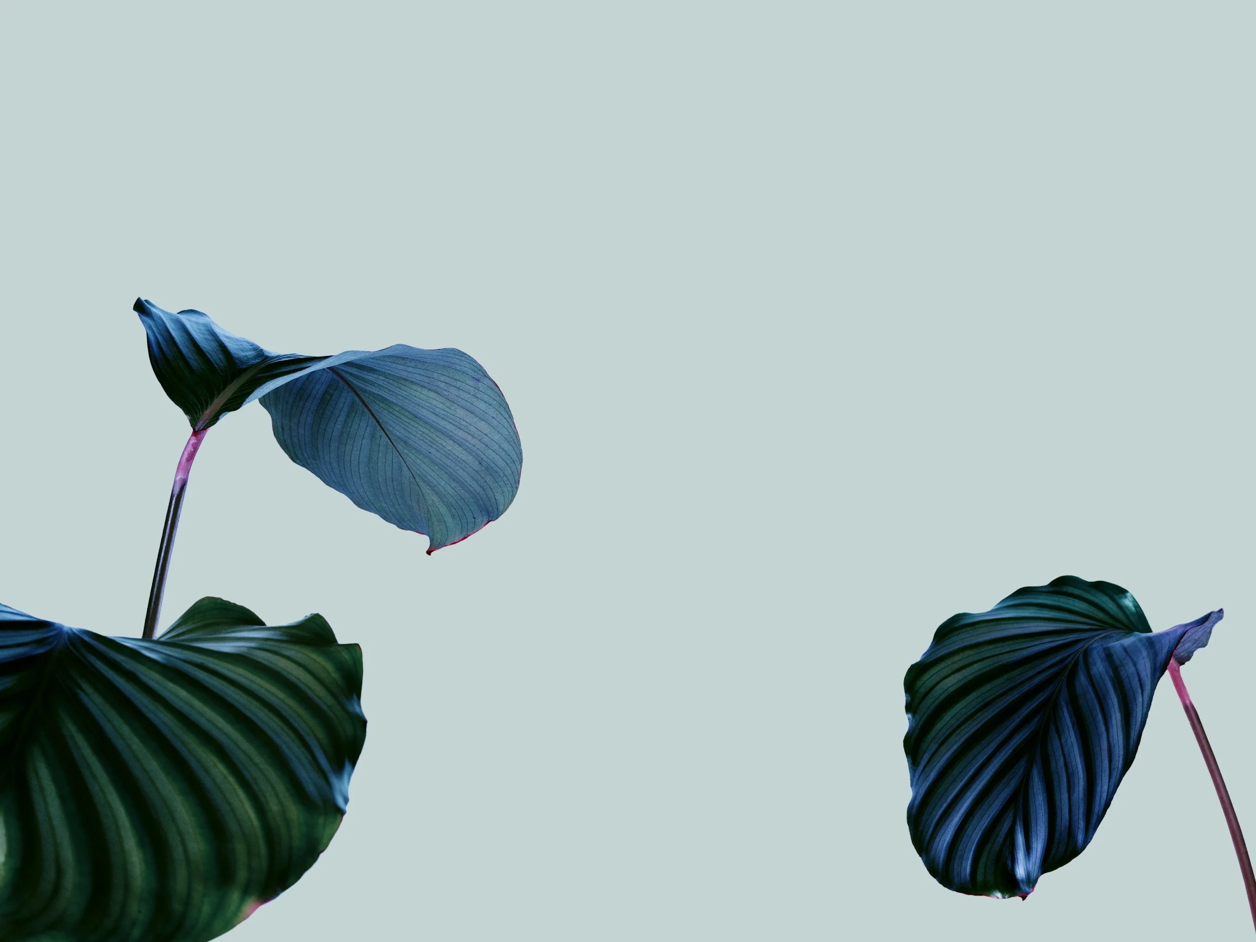 Close-up of dark green and blue leaves with pink stems on a light gray background.