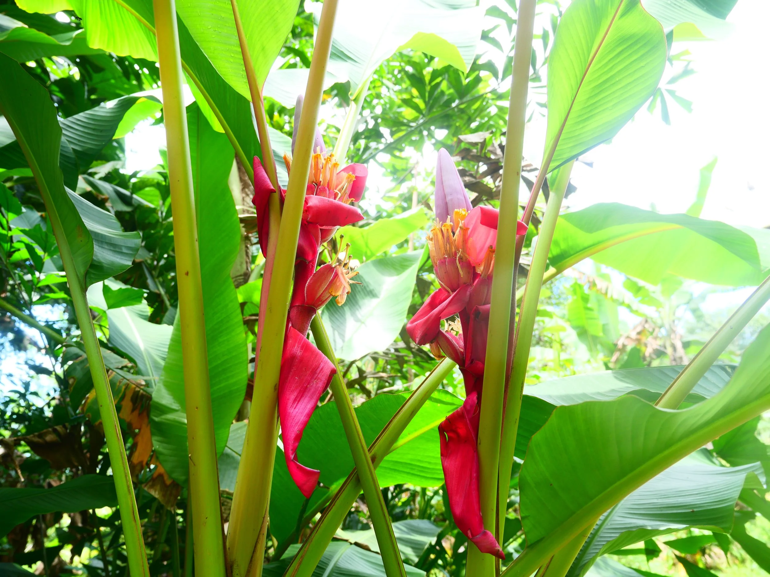 P1052442.JPG