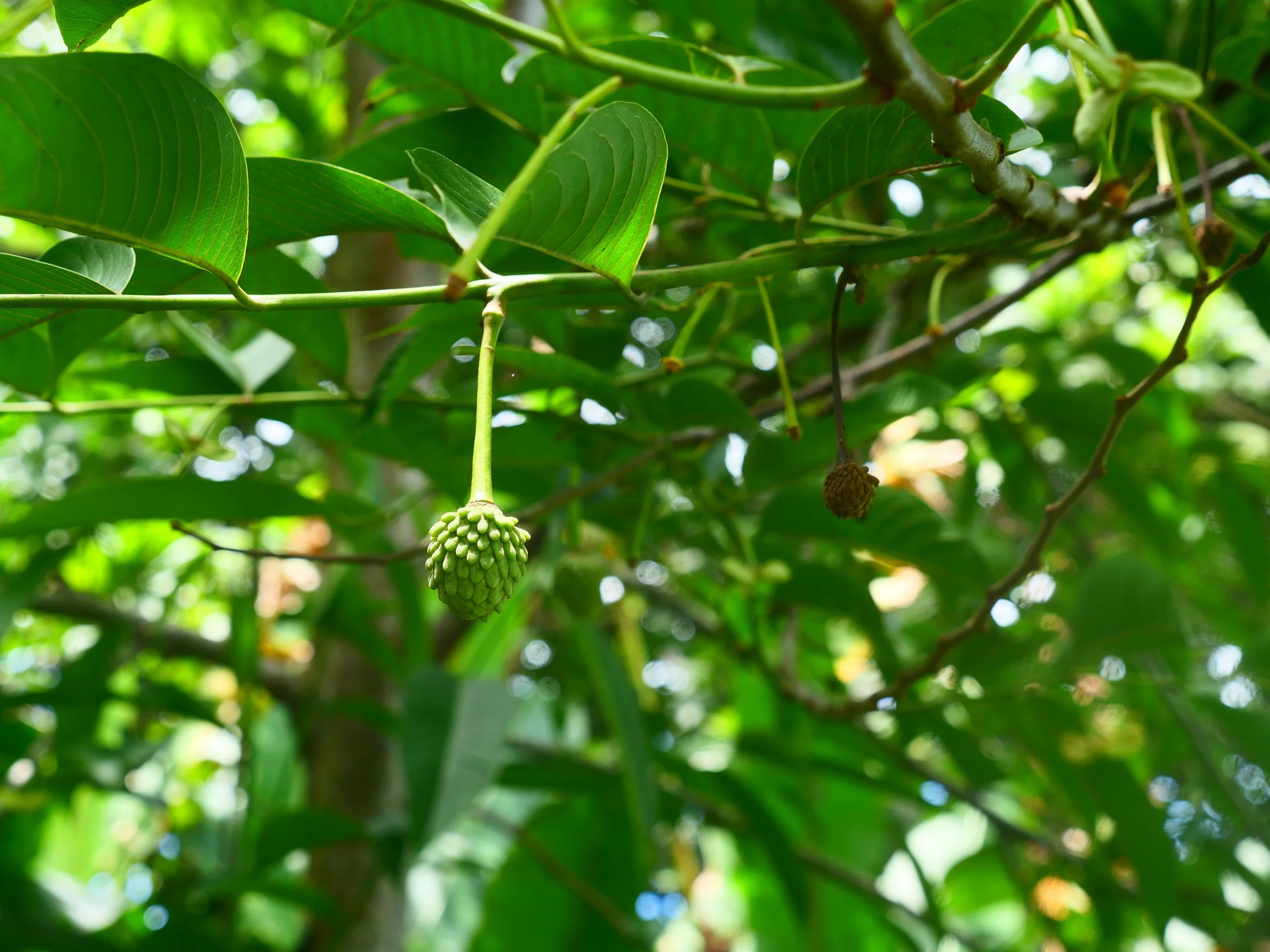 P1052491.JPG