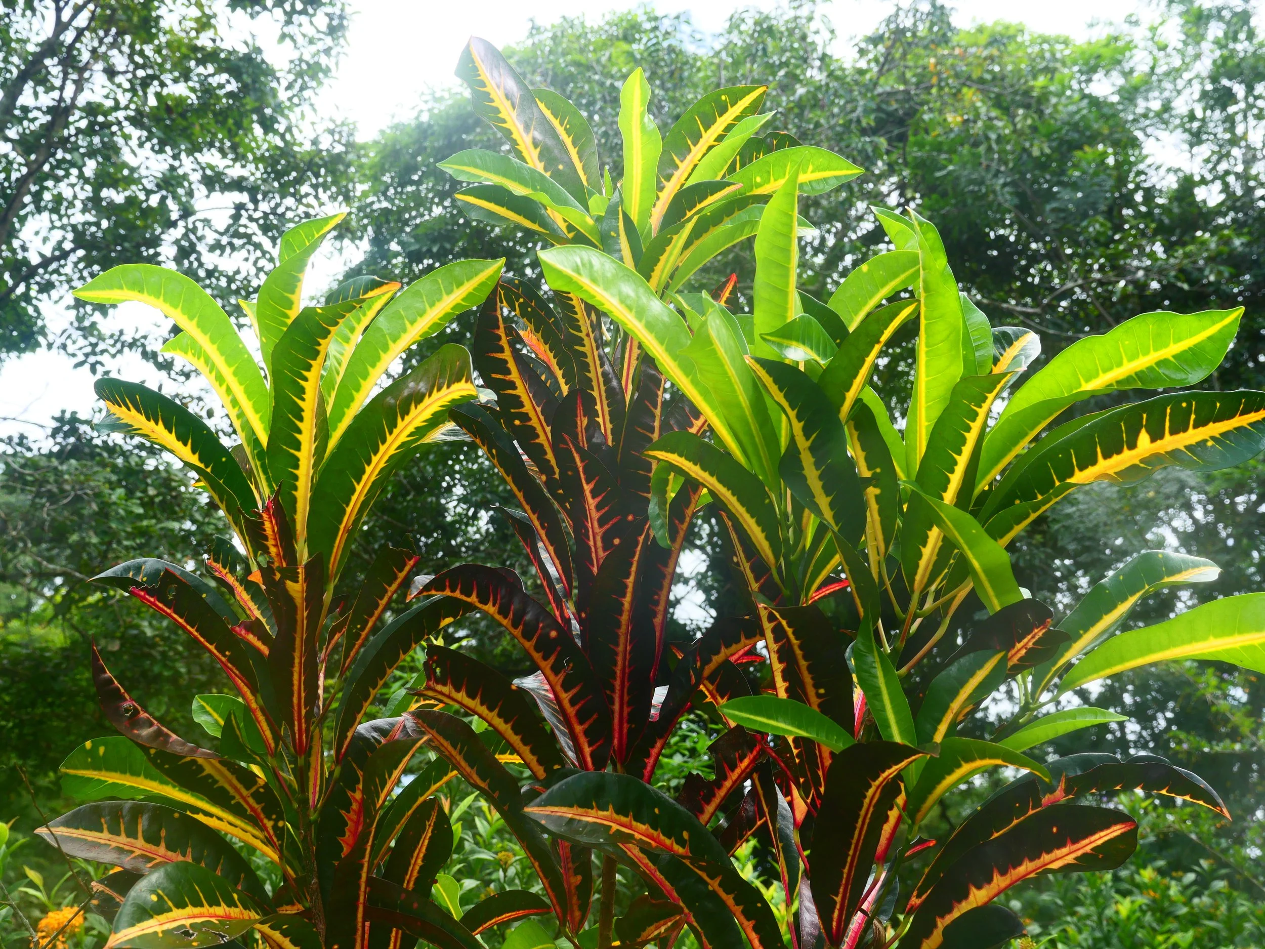 P1041540.JPG