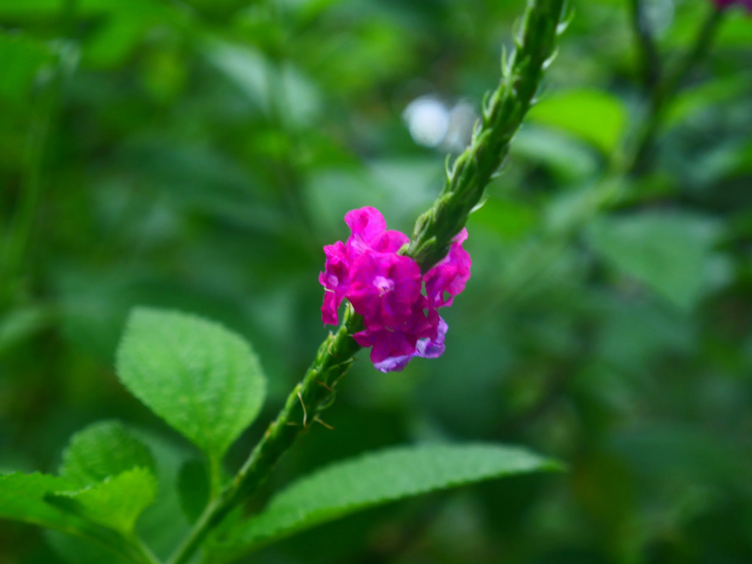 P1041655.JPG