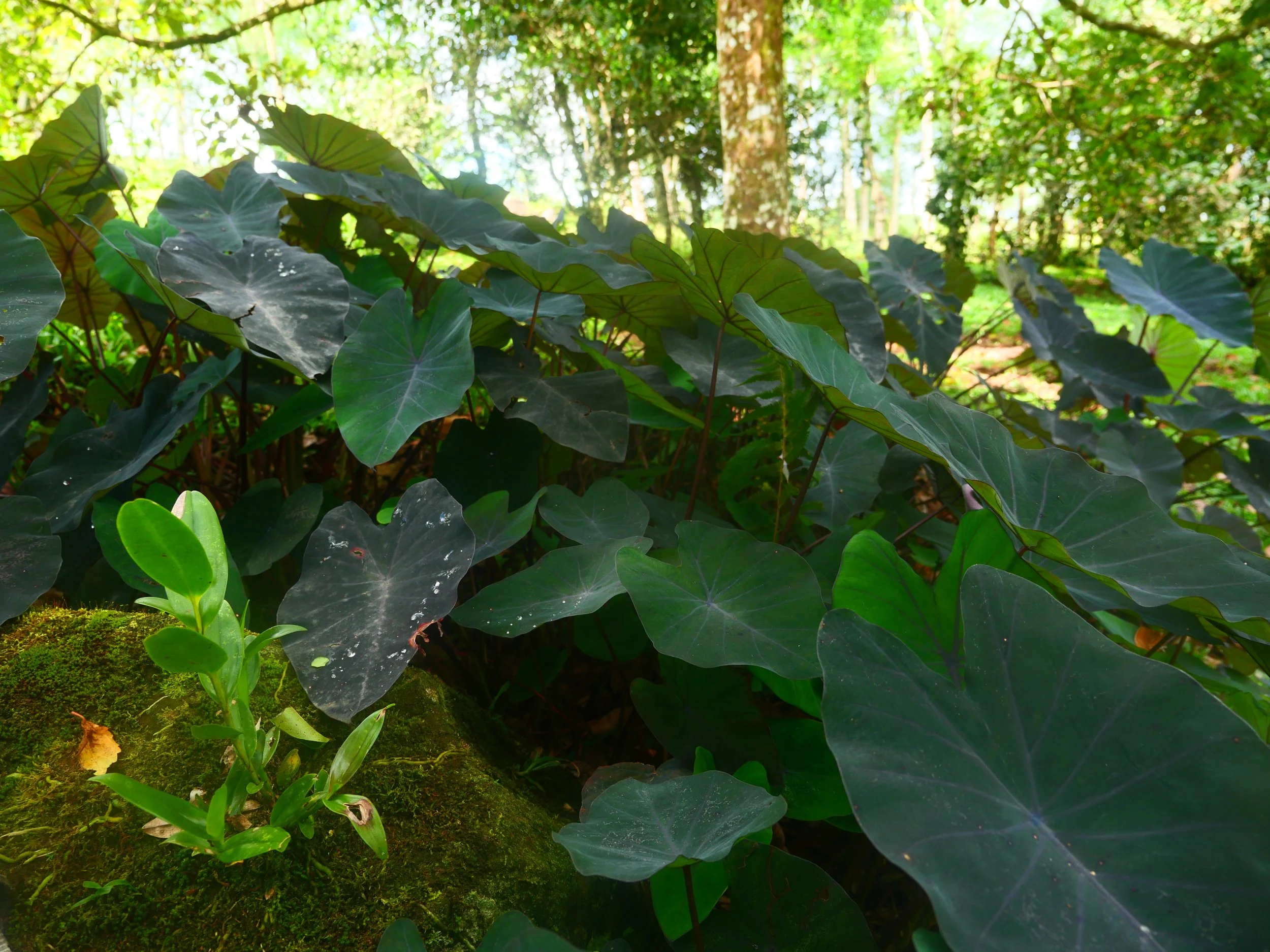 P1041546.JPG