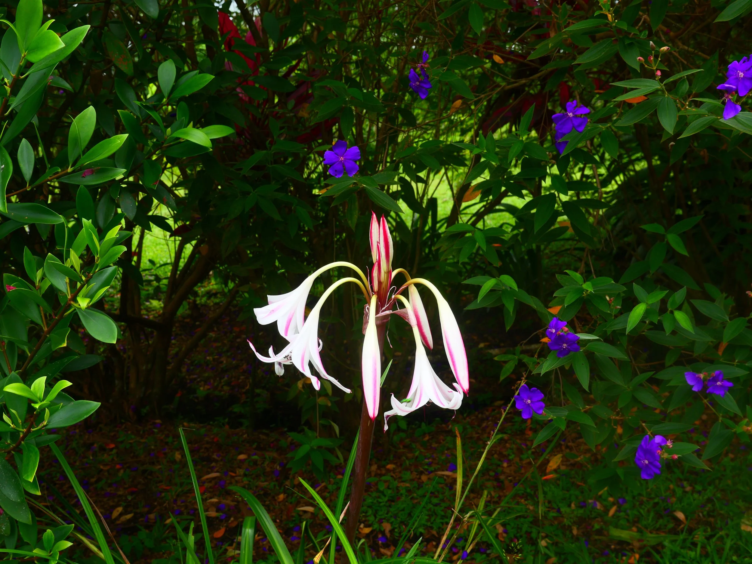 P1052425.JPG