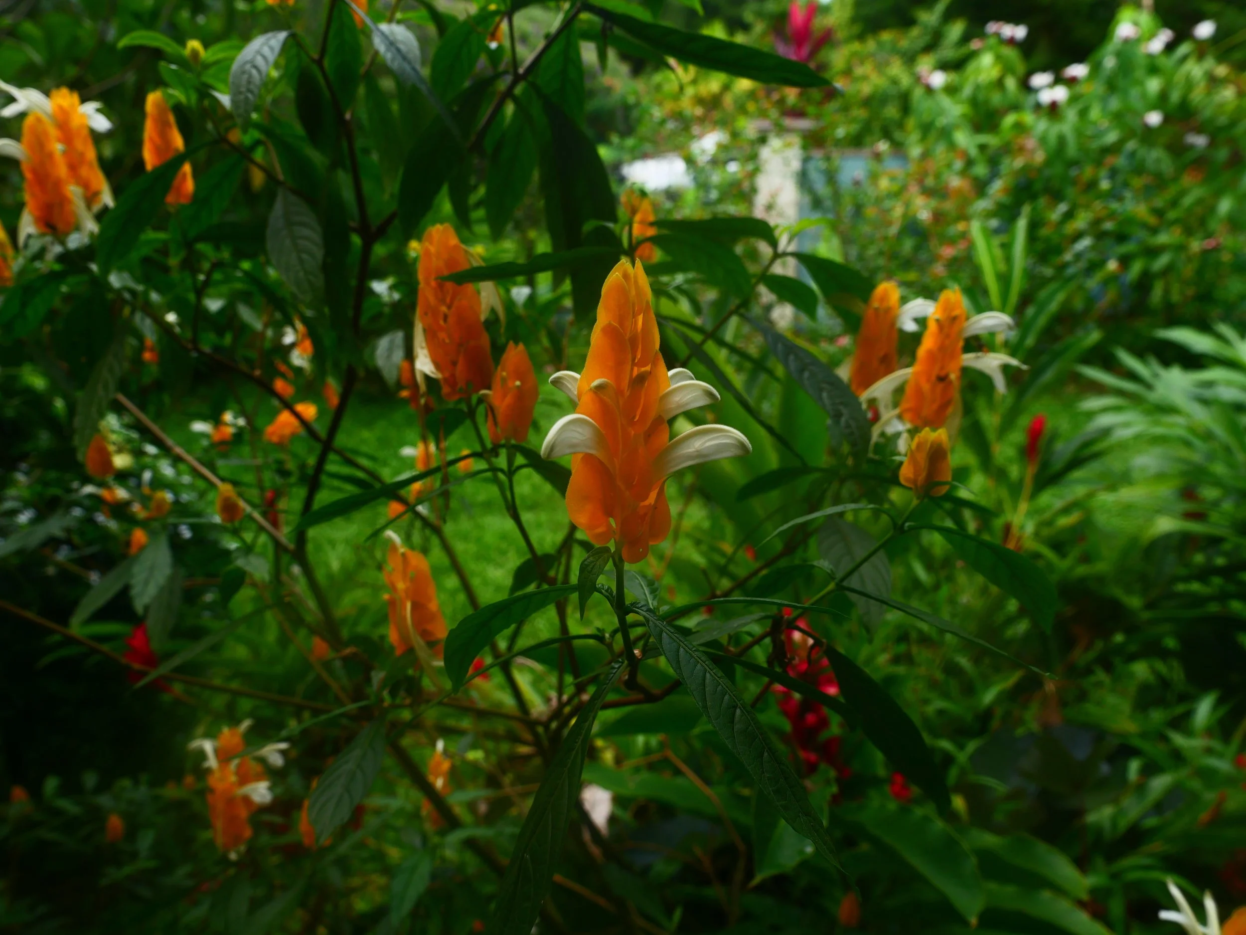 P1041442.JPG