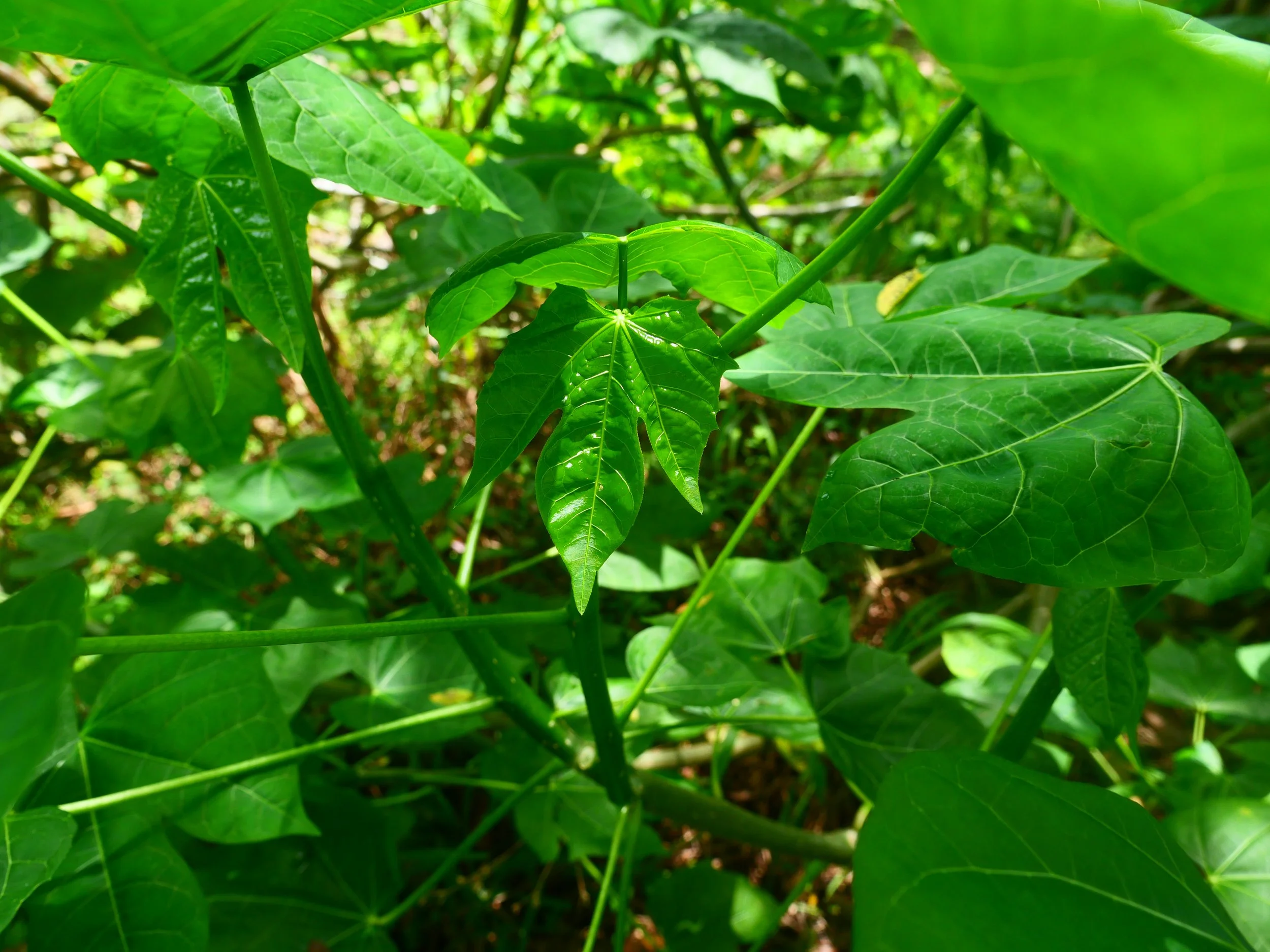 P1052463.JPG
