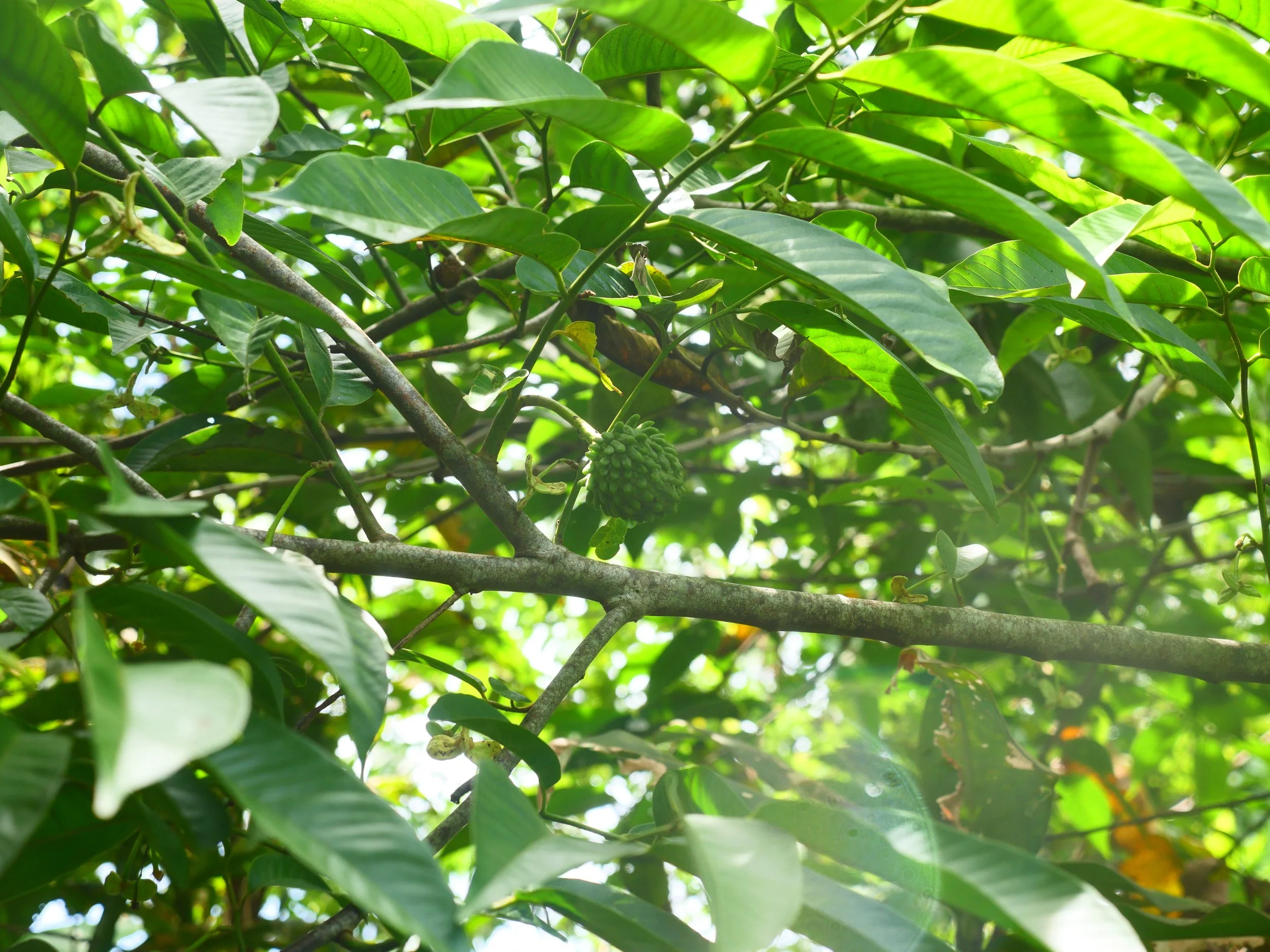P1052493.JPG