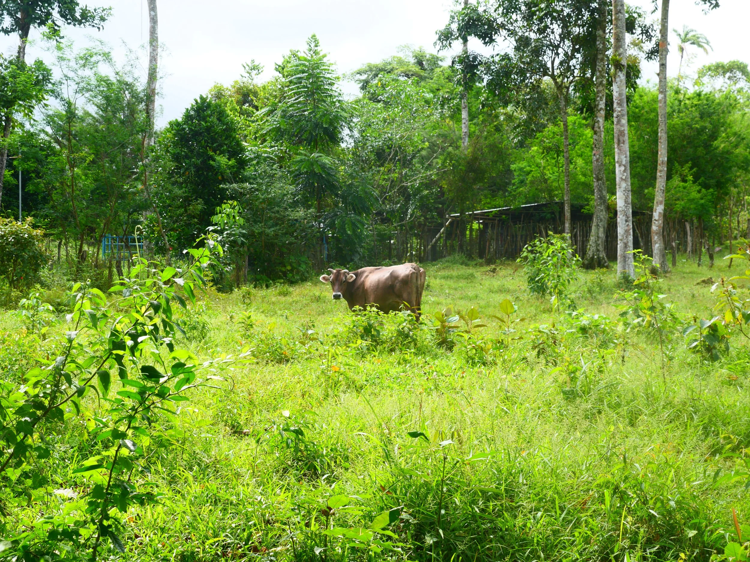 P1052176 - Copy.JPG