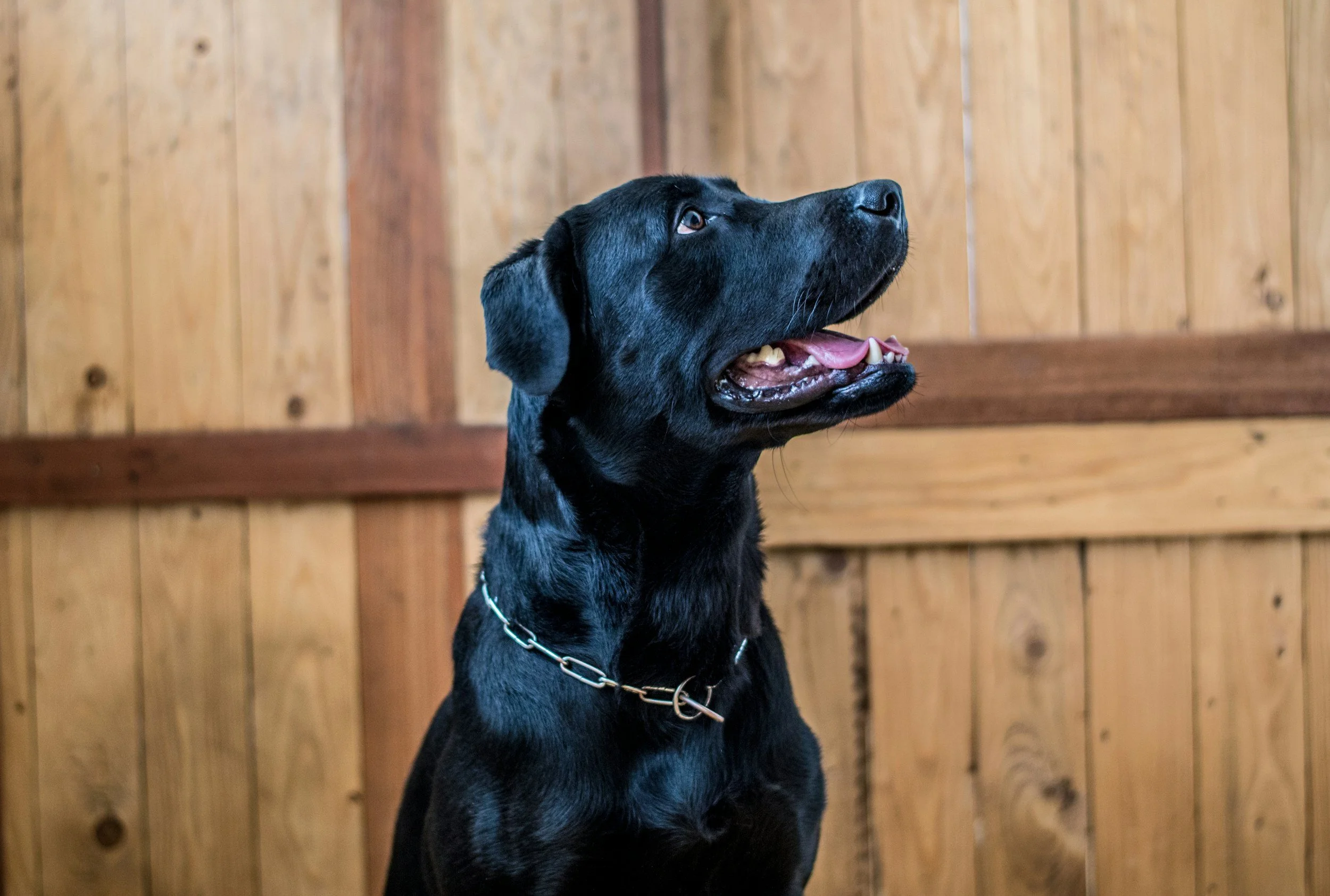 A black dog with a chain collar looking up against a wooden wall.