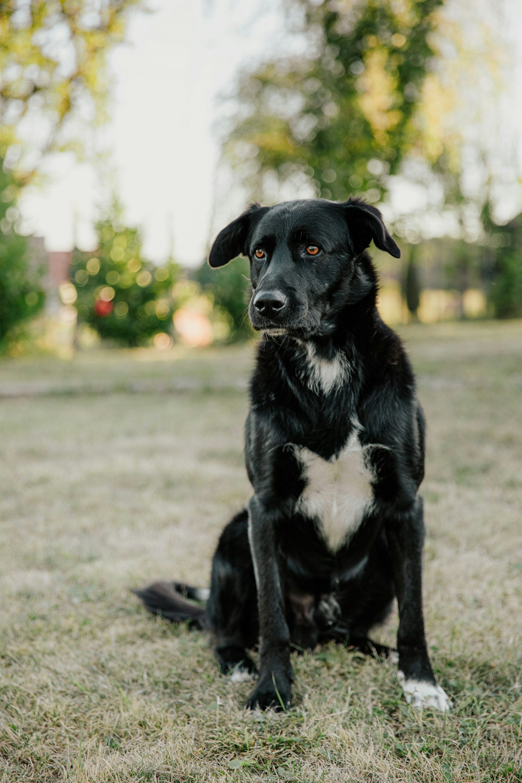 Black dog with white chest sitting on grass in a park with blurry trees and bright sky in the background.