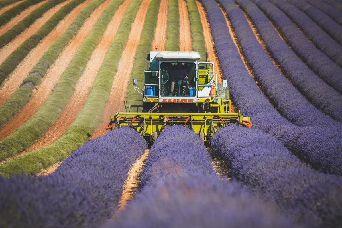 lavender 3.jpeg