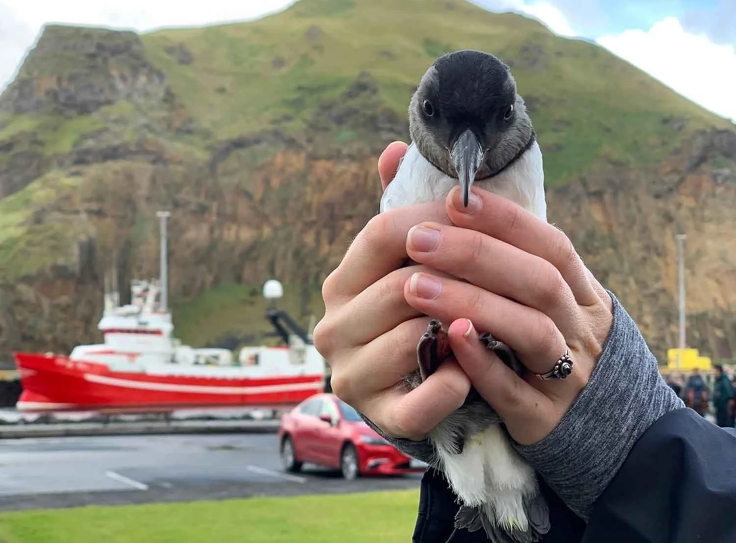 puffin 3.jpeg