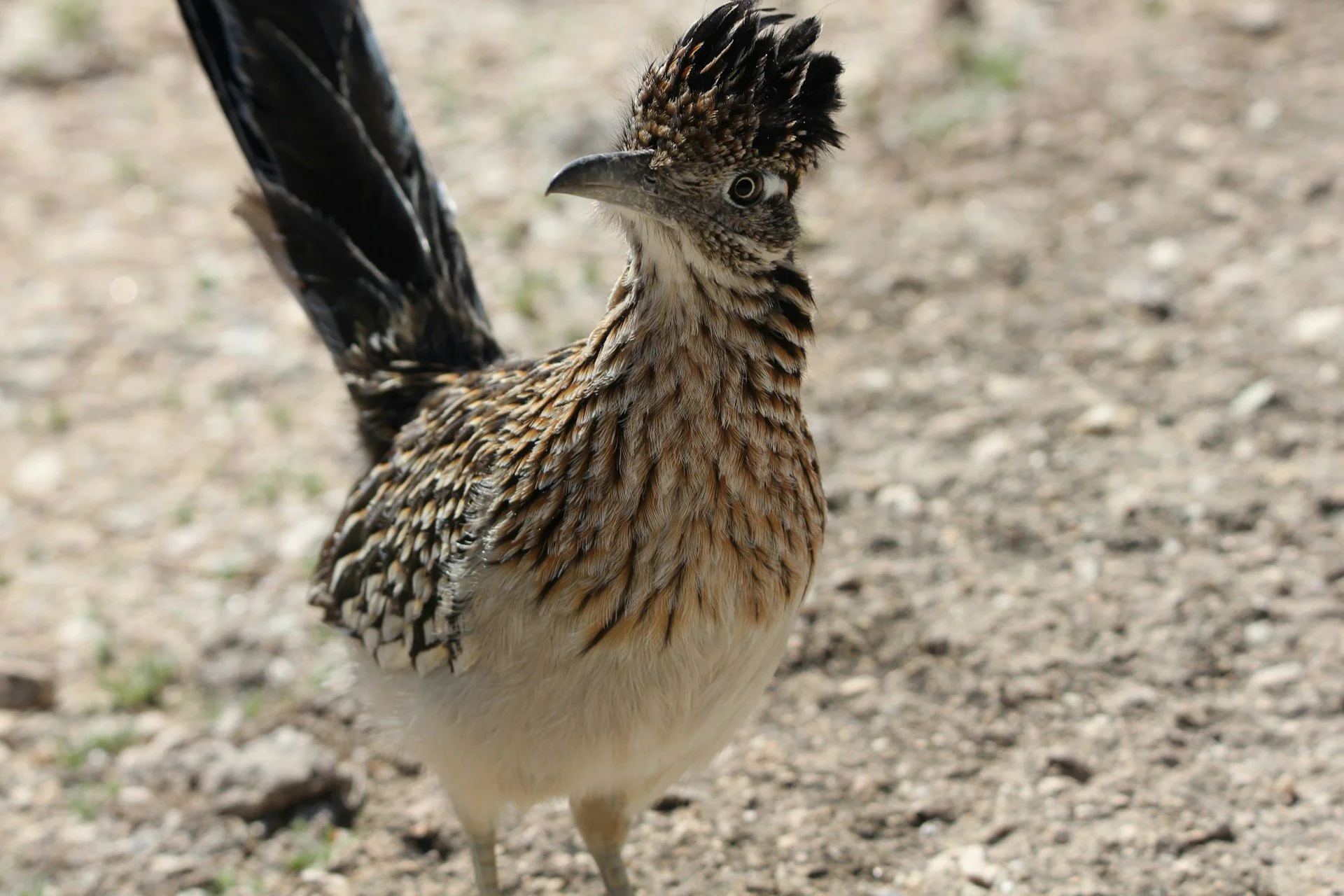 Roadrunner