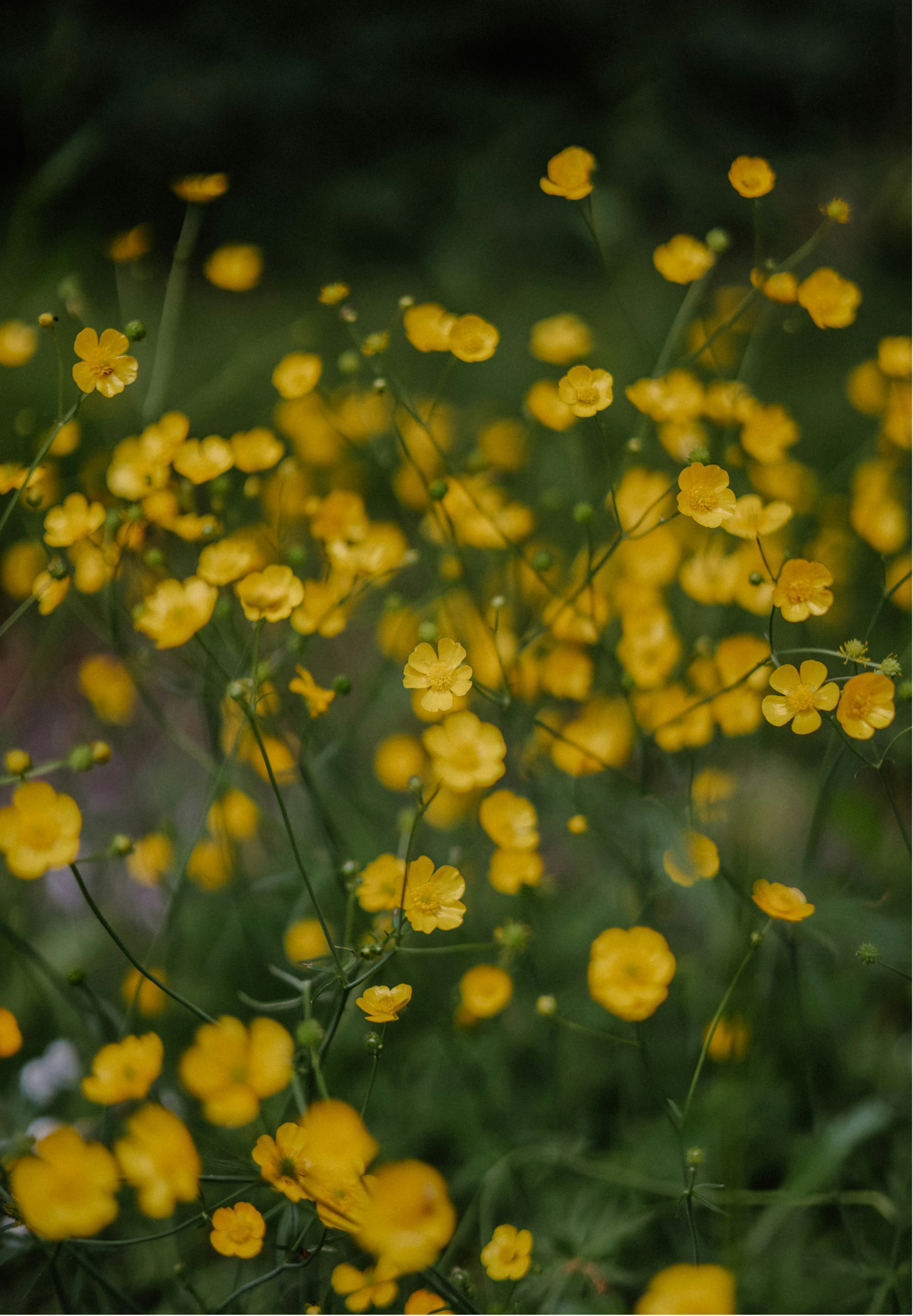 Close-up of small yellow flowers on green stems with dark blurred background.