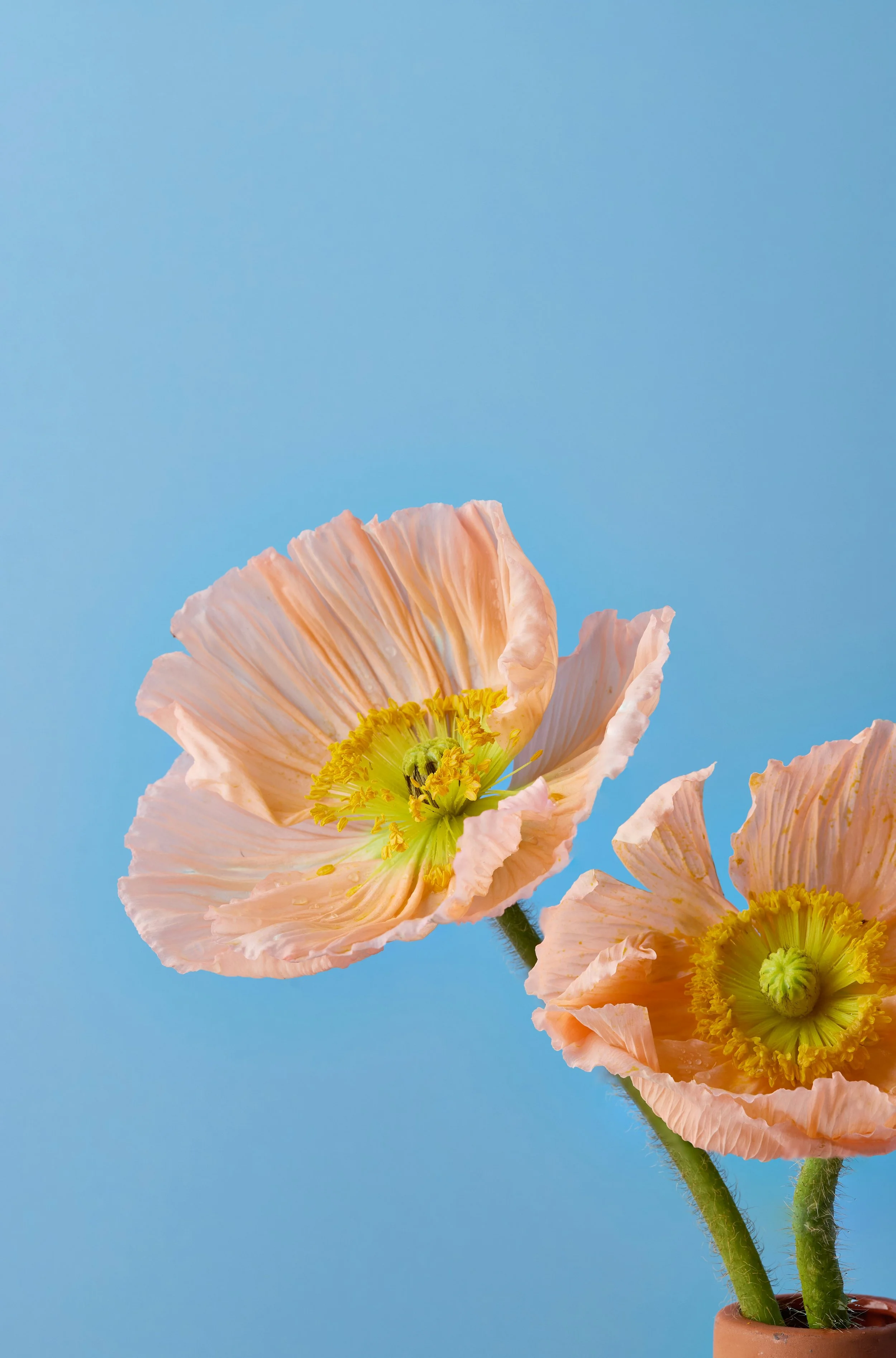 Close-up of pink poppy flowers with yellow centers in a small brown pot against a blue background.