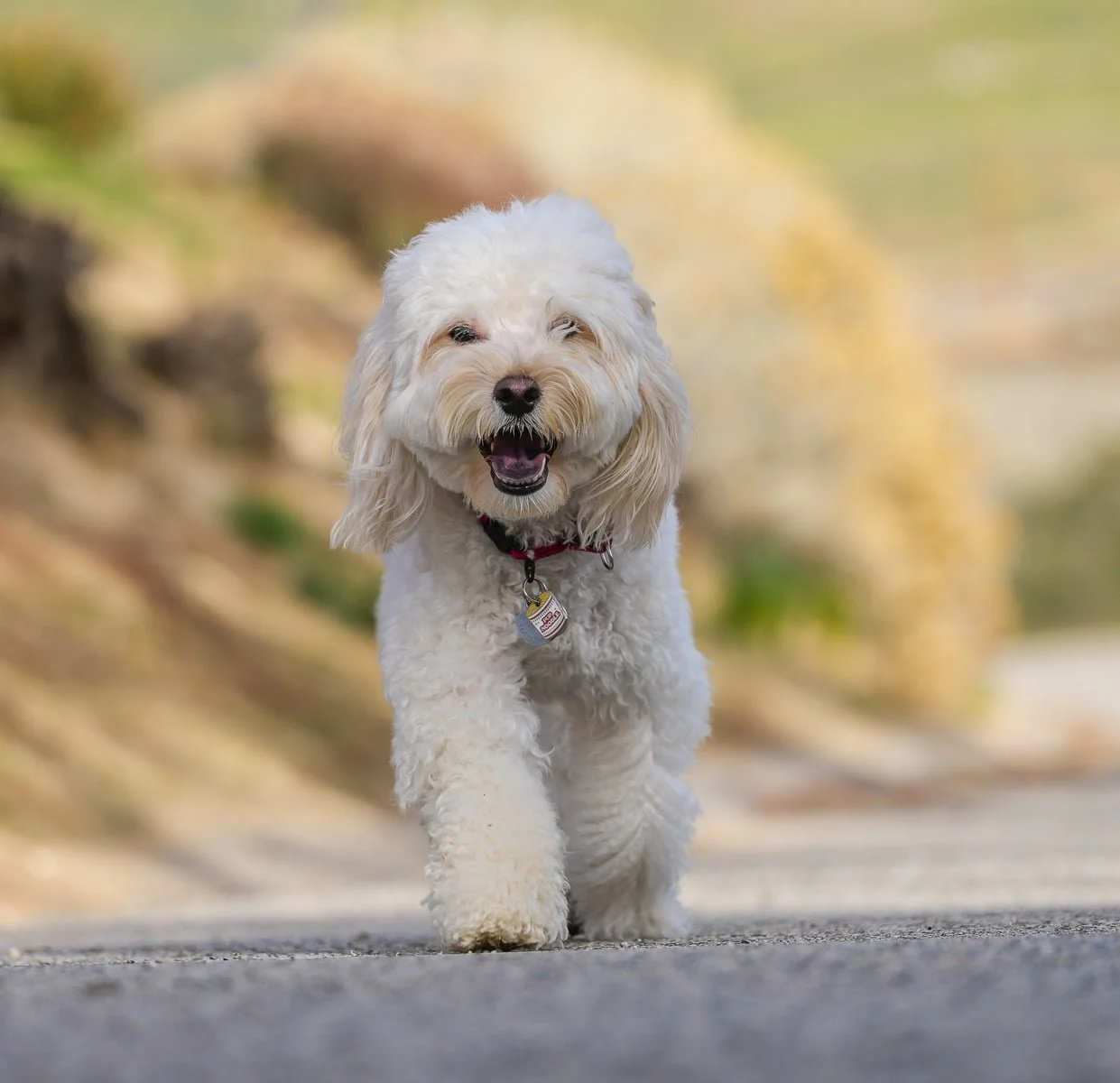 A happy white fluffy dog running on a road with a blurred natural background.