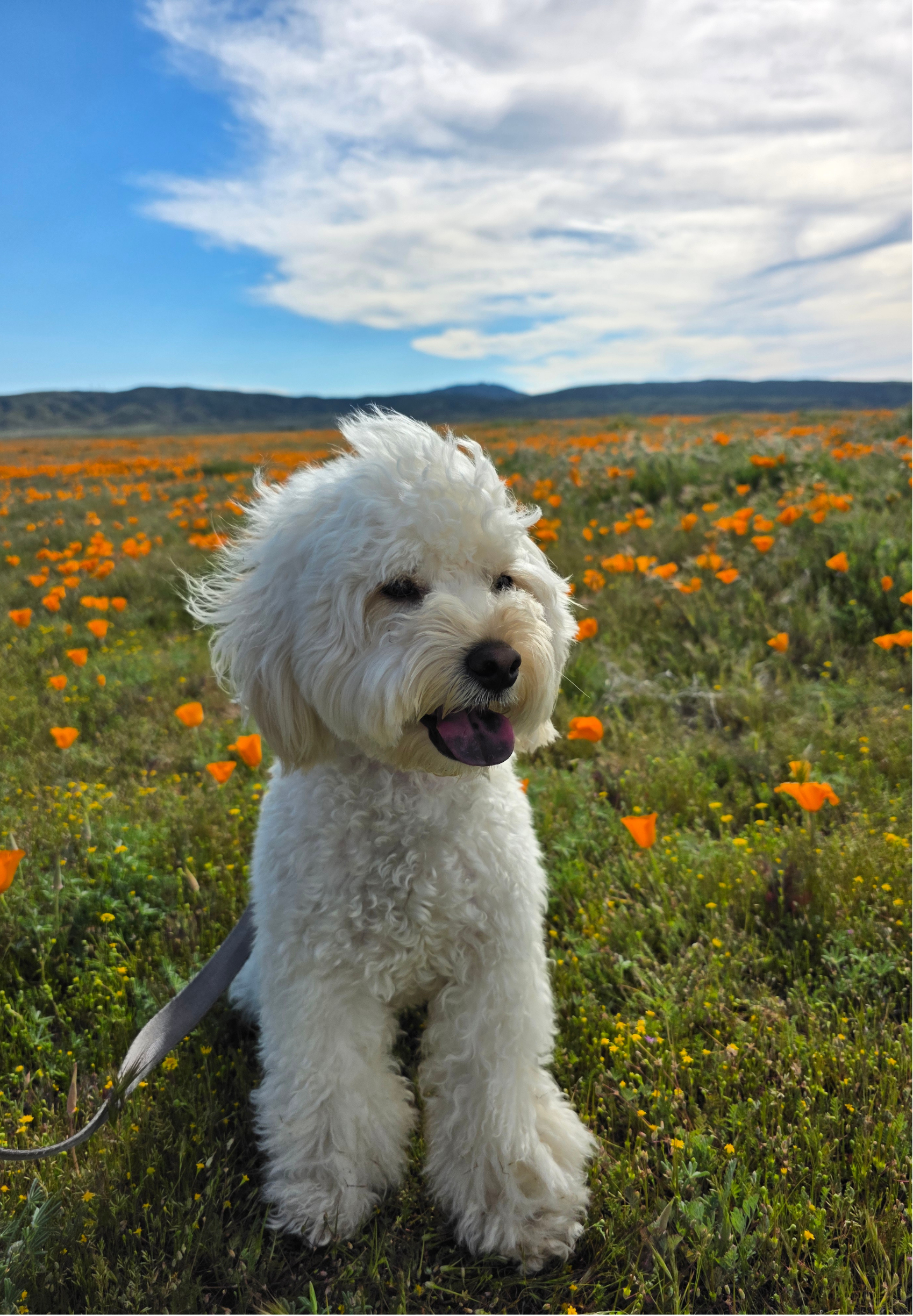 A white fluffy dog sitting in a field of orange flowers under a partly cloudy sky.