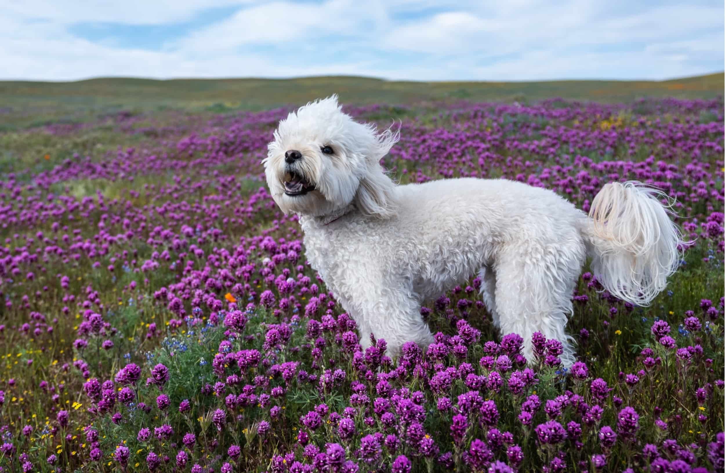 A white fluffy dog standing in a field of purple wildflowers with rolling hills in the background.