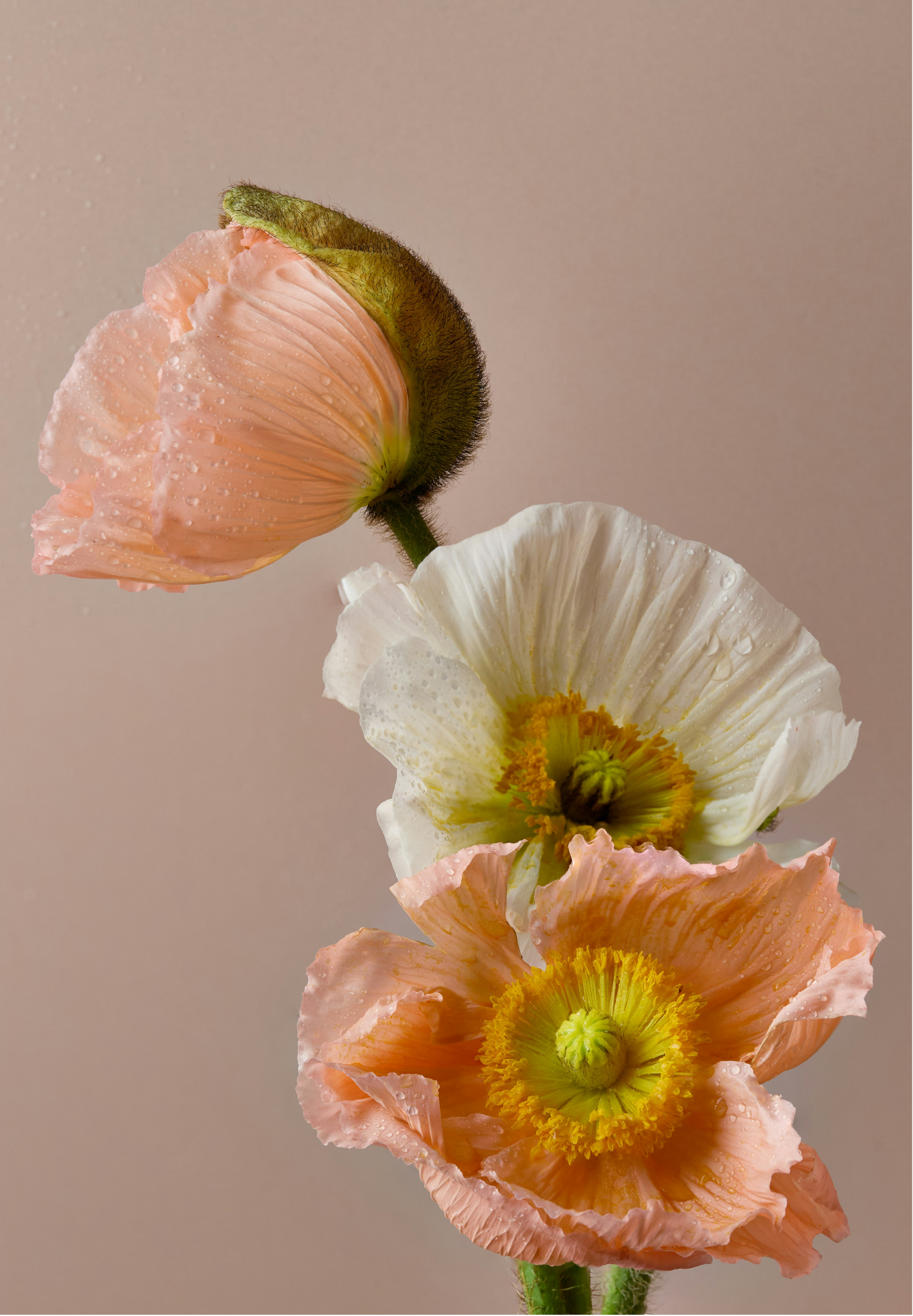 Close-up of three pink and white poppy flowers with water droplets, on a blurred beige background.