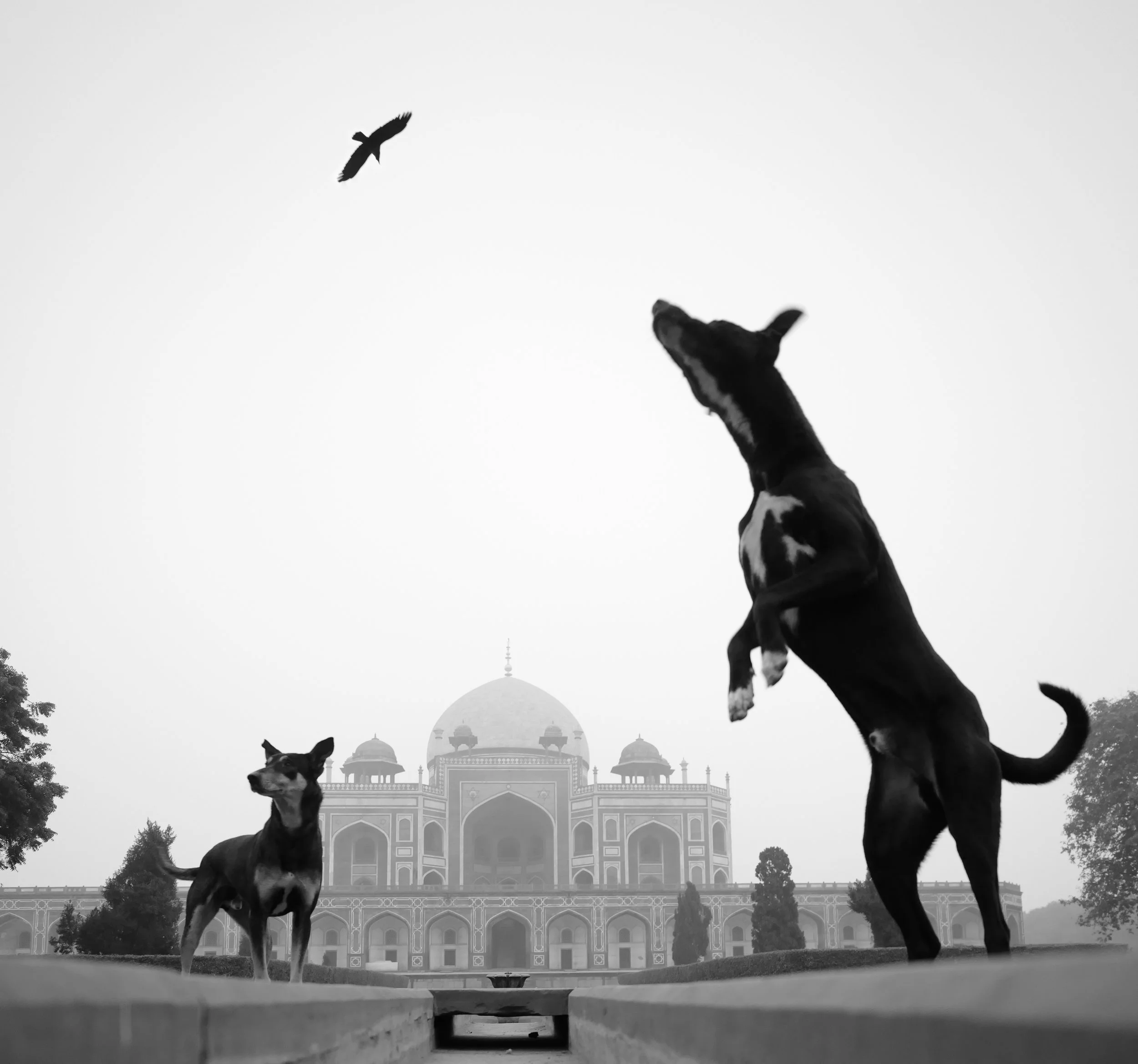 Urban Animal | ua021