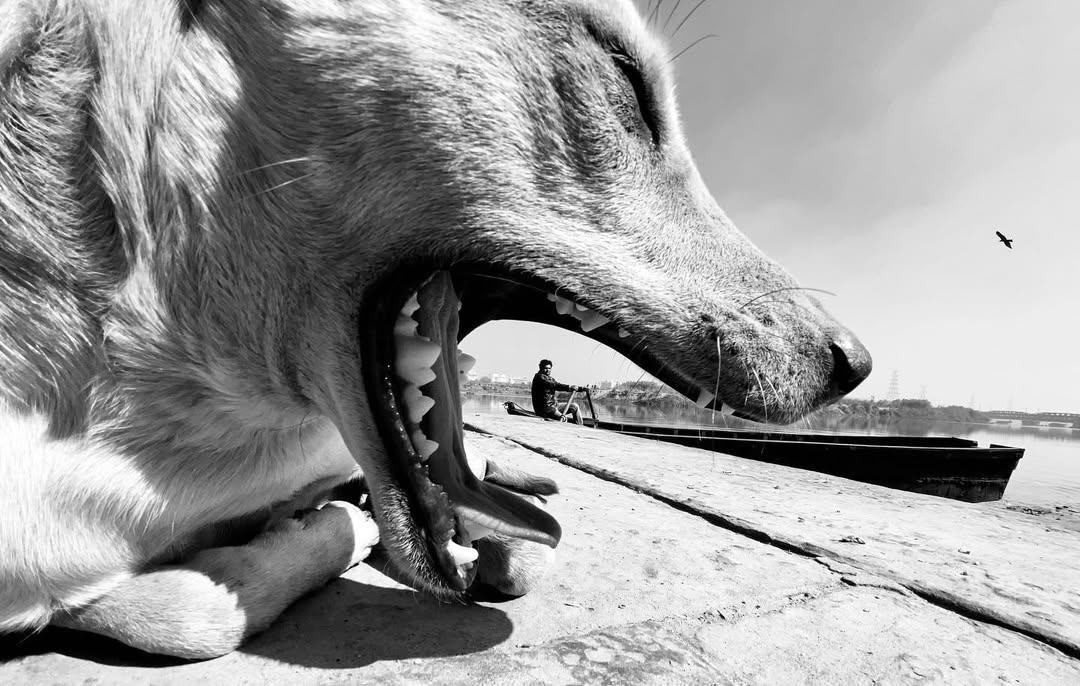 Urban Animal | ua027