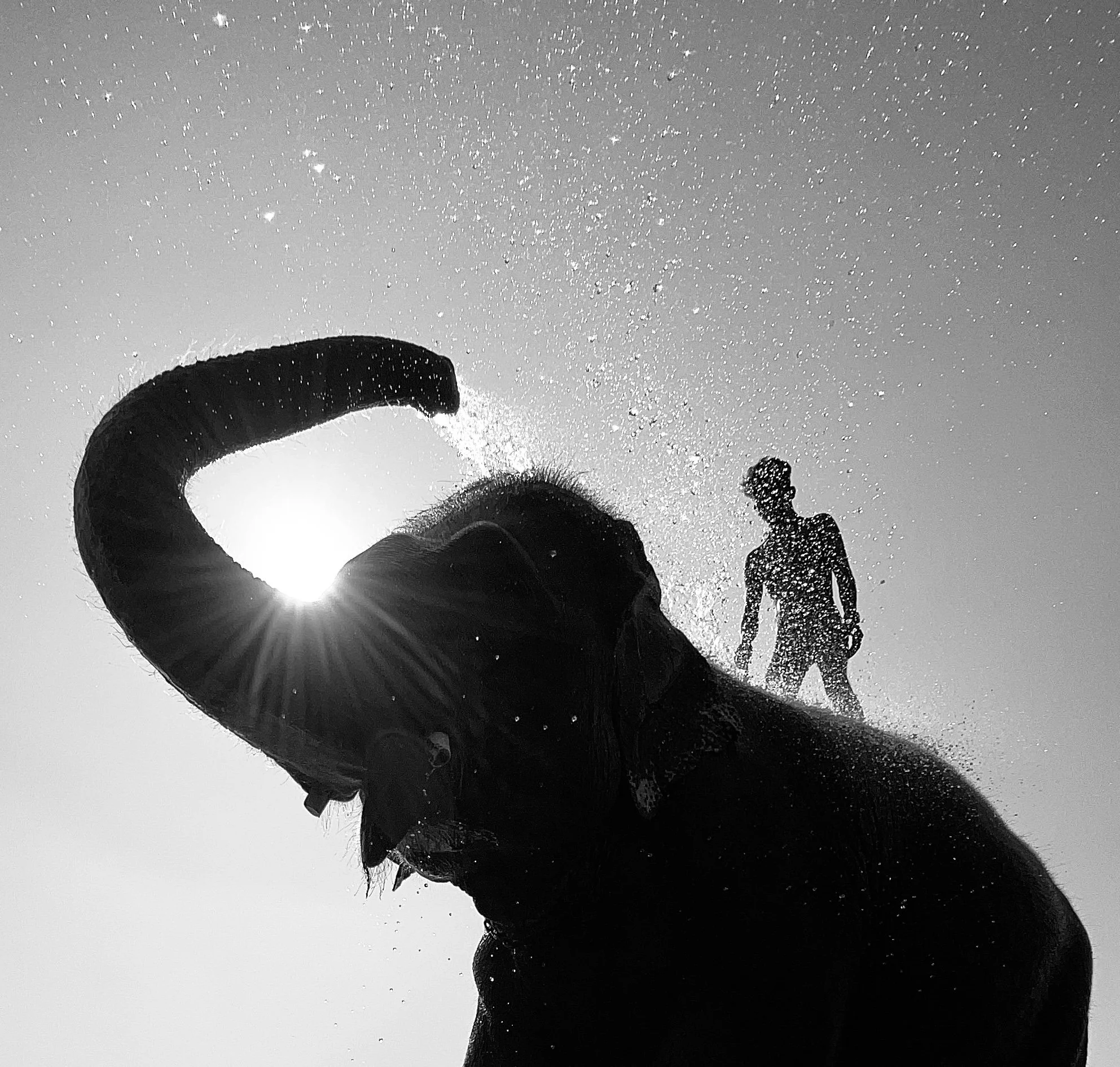 Wild Encounters | we002