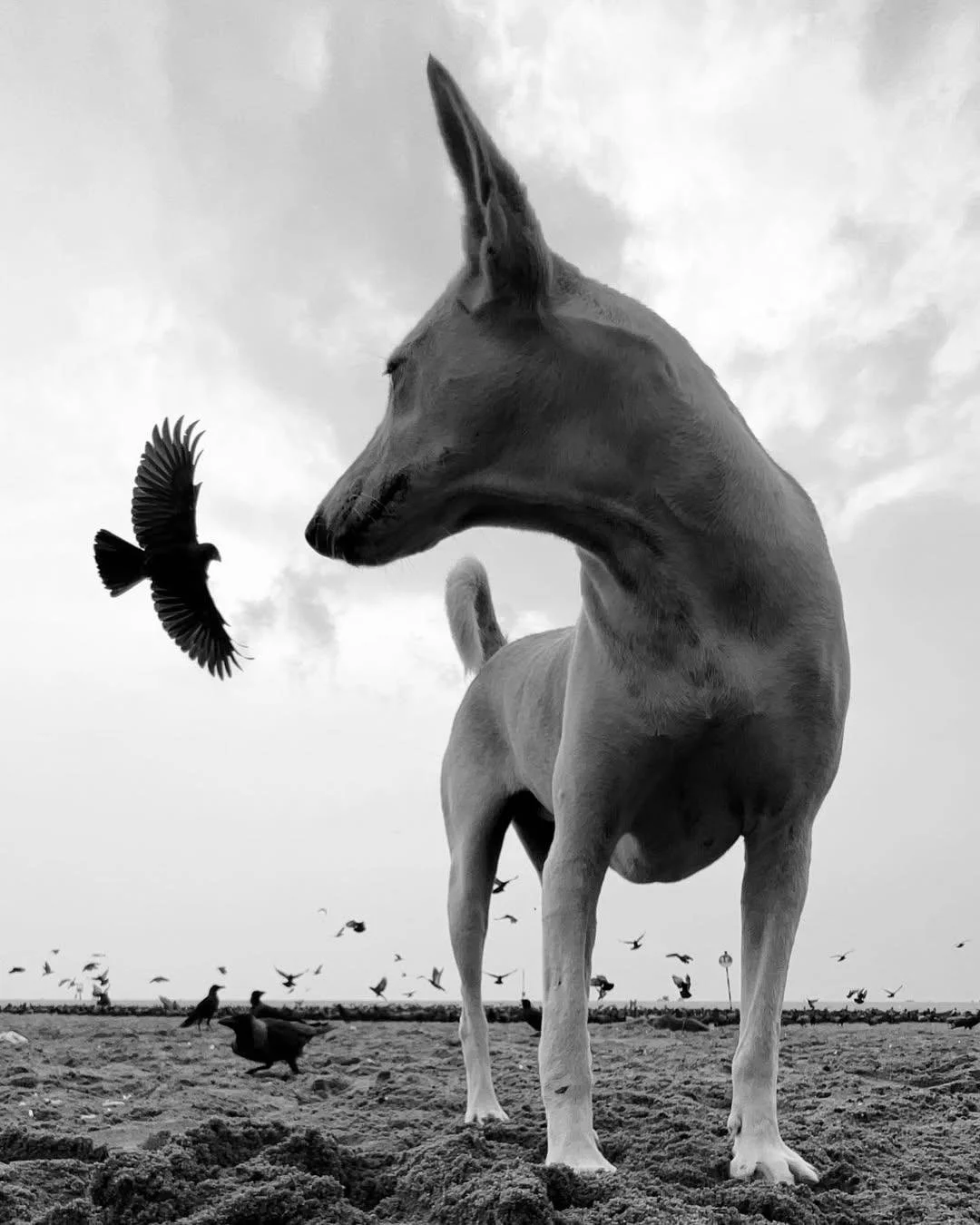Urban Animal | ua025