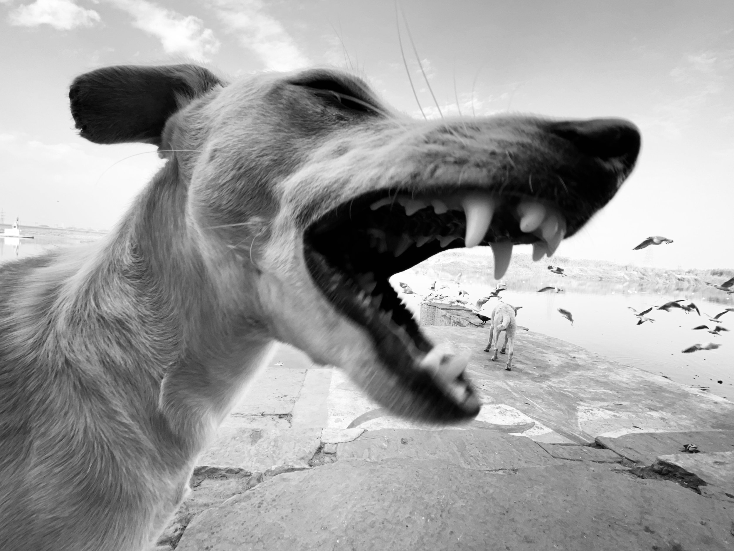 Urban Animal | ua007