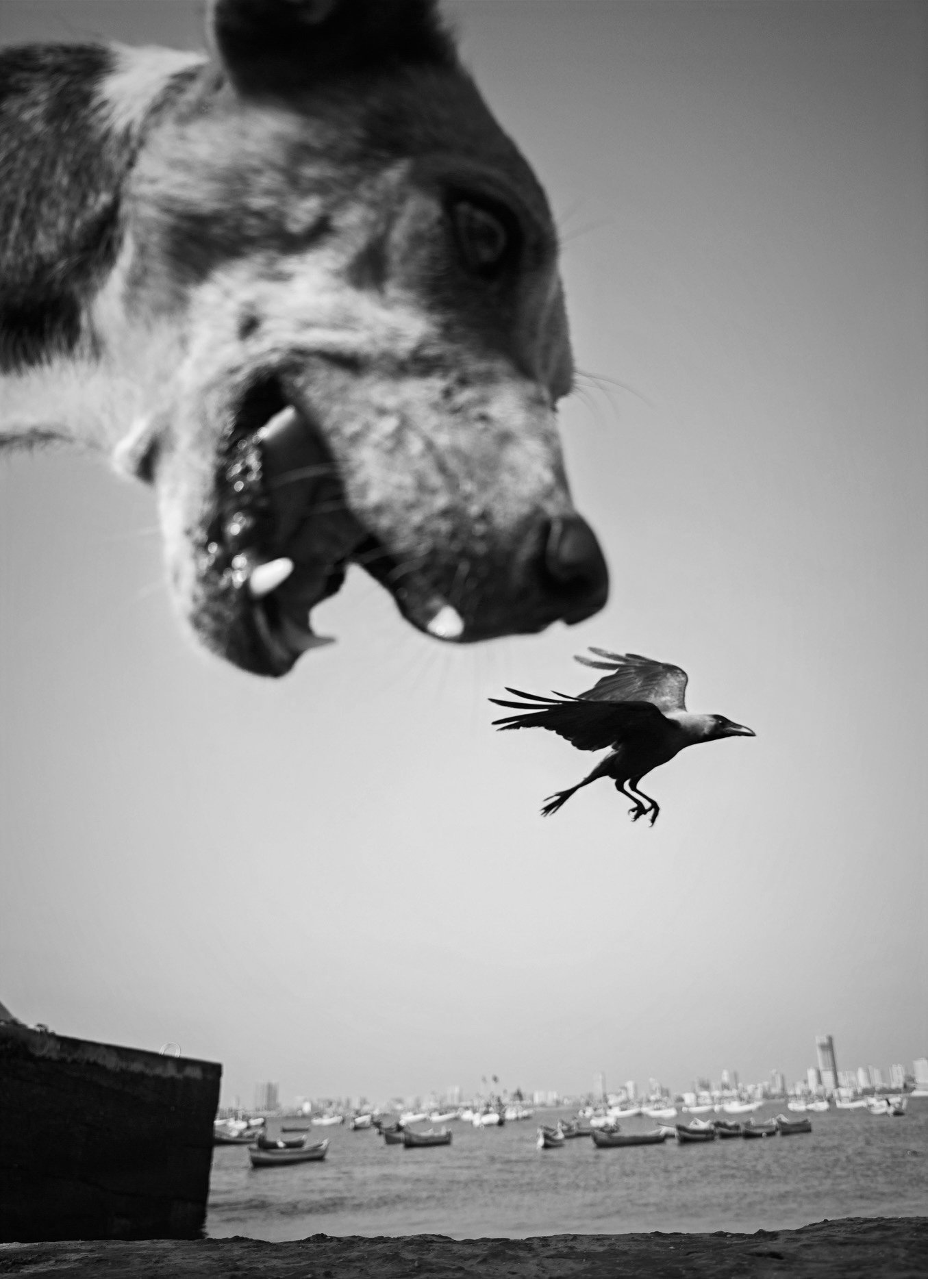 Urban Animal | ua018