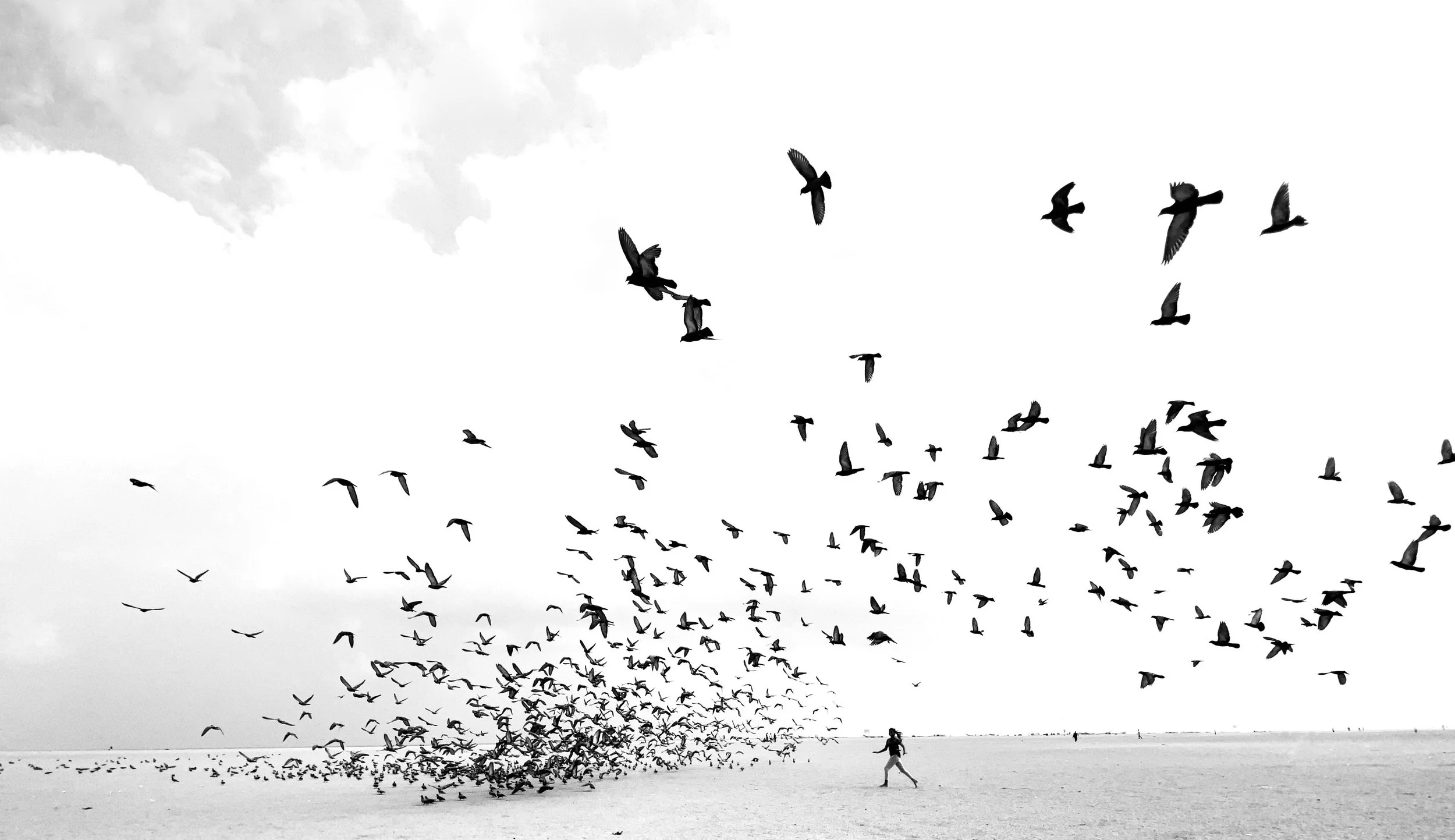 We Run, You Fly | wryf006
