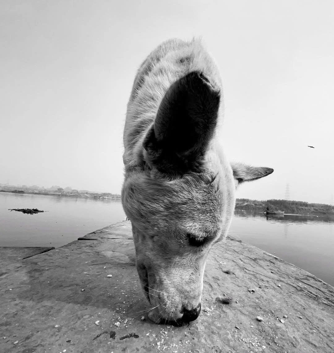 Urban Animal | ua023