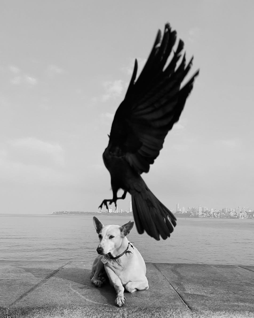Urban Animal | ua010