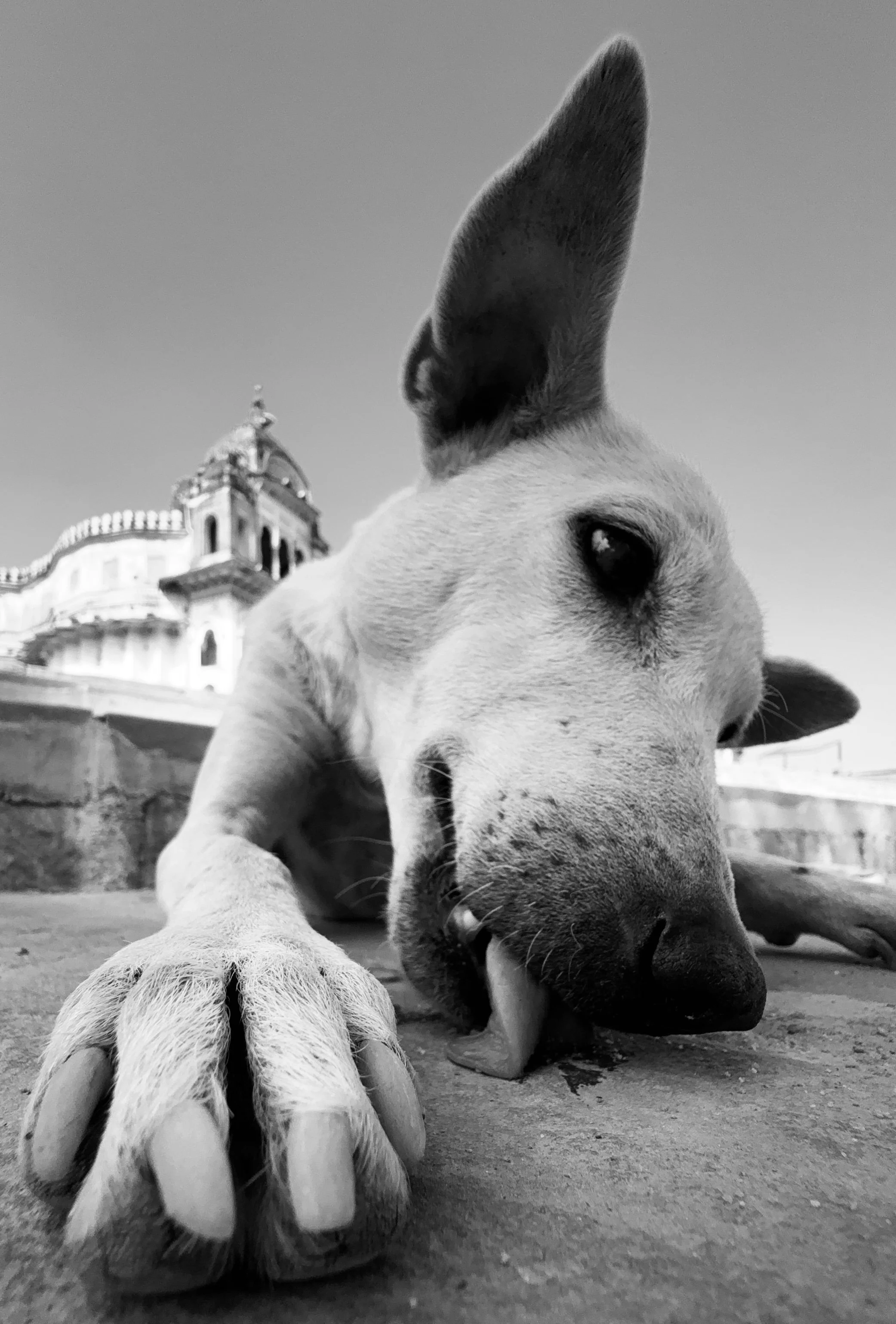Urban Animal | ua026