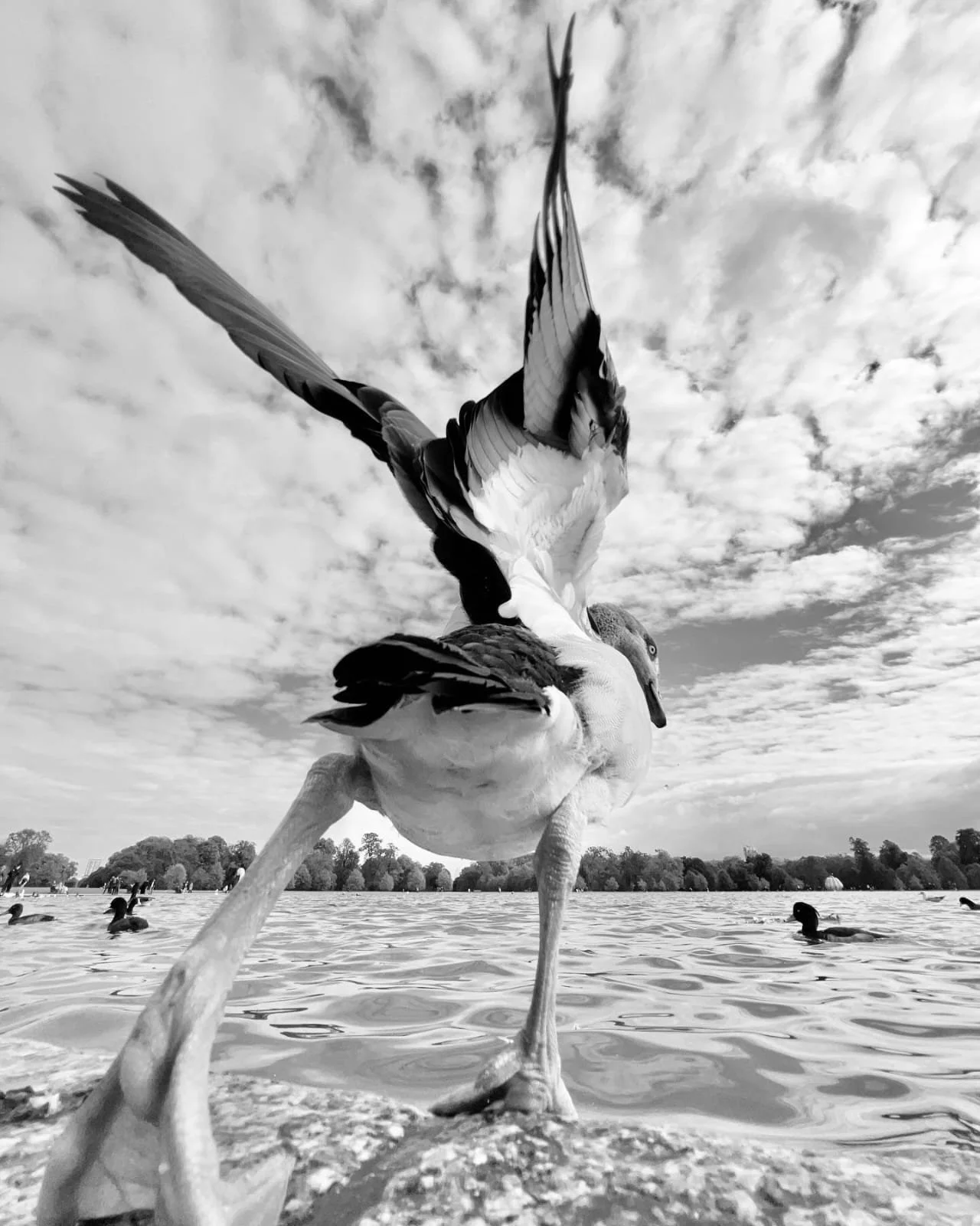 Flying By | fby021